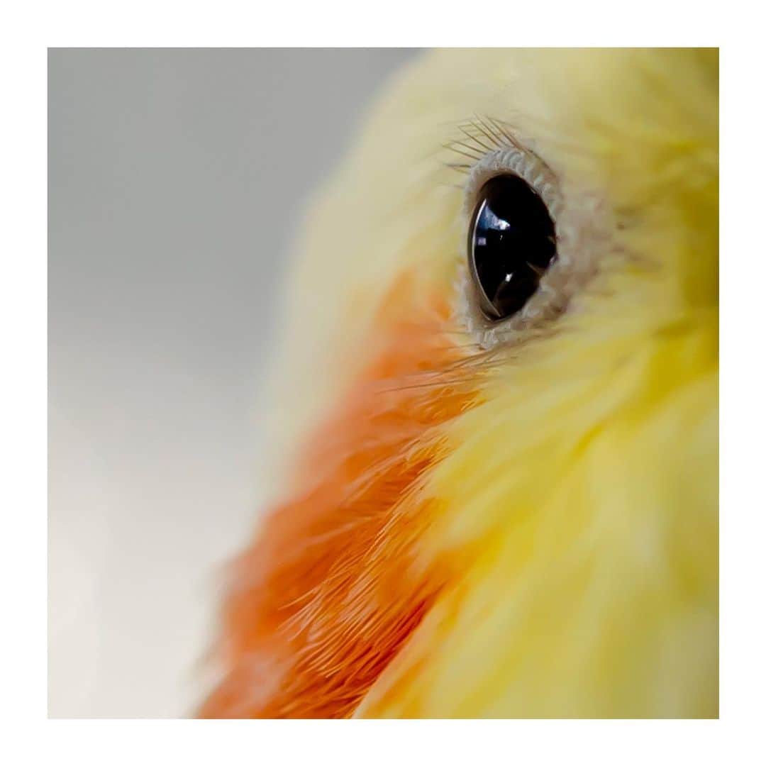 YURAPOi ゆらぽぃのインスタグラム：「best photo  http://www.ryoichisakai.com  #オカメインコ #ぽぃちゃん  ©︎ryoichisakai」