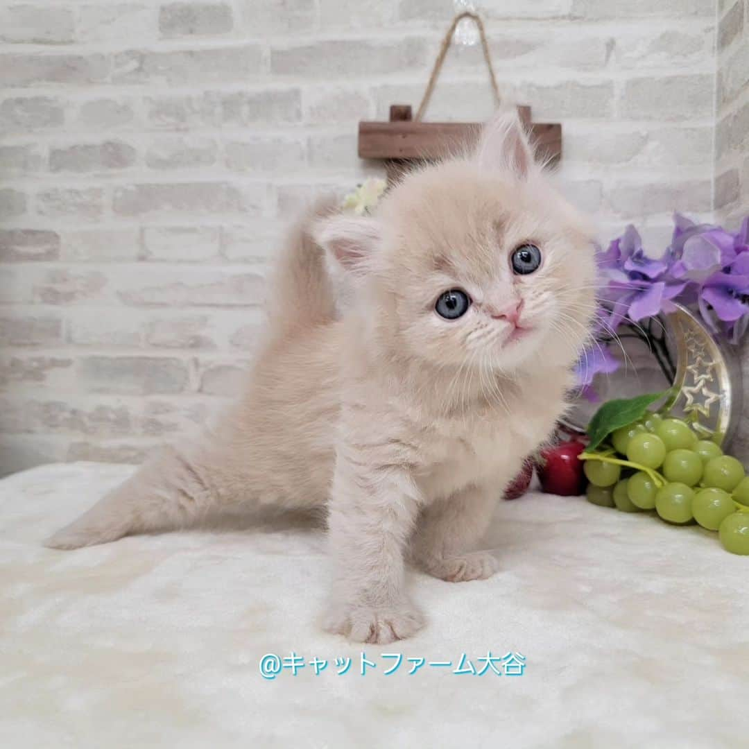 マンチカン(munchkin)キャットファーム大谷さんのインスタグラム写真 - (マンチカン(munchkin)キャットファーム大谷Instagram)「本日ご紹介のミヌエットちゃんです🐱❤️ No.2514 詳細はHPをご覧下さいませ💕  ﾟ+*:;;:*　*:;;:*+ﾟ　ﾟ+*:;;:*　*:;;:*+ﾟ  お店は、月・木曜日が定休日です。 現在、完全予約制になっておりますので ご来店される際はお店へお電話かメールにてご連絡くださいませ🙇‍♀️  お待ちしております🎵  ﾟ+*:;;:*　*:;;:*+ﾟ　ﾟ+*:;;:*　*:;;:*+ﾟ #キャットファーム大谷#まんちかん#マンチカン#ネコ#こねこ#にゃんこ#猫ちゃん#ねこ部#ニャンスタグラム#猫#ねこ#子猫#モフモフ#モフモフねこ#ミヌエット#短足#ねこすたぐらむ#愛猫#かわいい#ふわもこ部#猫のいる暮らし#マンチカンブリーダー#ミヌエットブリーダー#cat#catsgram #catsofinstagram#instacat#picneko」4月30日 17時20分 - roytar222