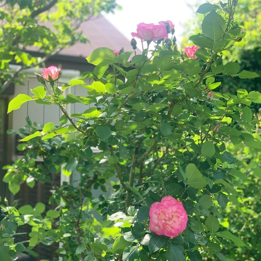 佐藤友子さんのインスタグラム写真 - (佐藤友子Instagram)「新緑や薔薇が咲く季節に実家に帰ったのはいつ以来かとなるほど本当に久しぶりでした。  帰りに、両親が庭で育てている薔薇をたんまりとお土産にもらいました。 今日の我が家は薔薇がいっぱい。  手入れが大変、楽しいことばかりじゃない、と分かっていても、いつか庭のある生活をしたいと強く思ってしまいます🍀  #薔薇 #薔薇のある暮らし  #庭のある暮らし  #北欧暮らしの道具店」4月30日 17時23分 - tomokosato_hokuohkurashi