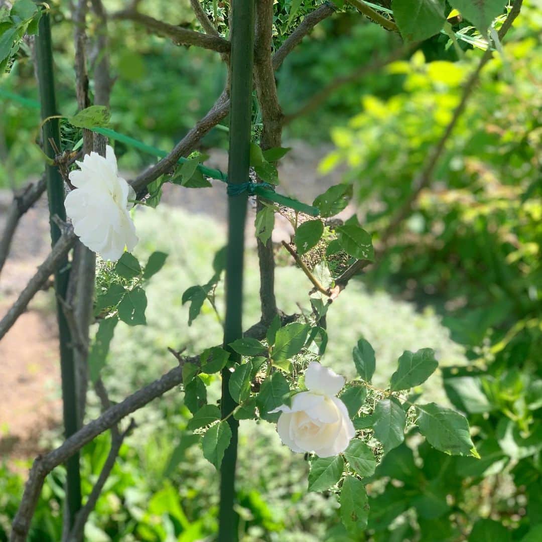 佐藤友子さんのインスタグラム写真 - (佐藤友子Instagram)「新緑や薔薇が咲く季節に実家に帰ったのはいつ以来かとなるほど本当に久しぶりでした。  帰りに、両親が庭で育てている薔薇をたんまりとお土産にもらいました。 今日の我が家は薔薇がいっぱい。  手入れが大変、楽しいことばかりじゃない、と分かっていても、いつか庭のある生活をしたいと強く思ってしまいます🍀  #薔薇 #薔薇のある暮らし  #庭のある暮らし  #北欧暮らしの道具店」4月30日 17時23分 - tomokosato_hokuohkurashi