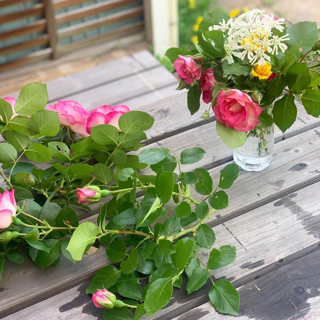 佐藤友子さんのインスタグラム写真 - (佐藤友子Instagram)「新緑や薔薇が咲く季節に実家に帰ったのはいつ以来かとなるほど本当に久しぶりでした。  帰りに、両親が庭で育てている薔薇をたんまりとお土産にもらいました。 今日の我が家は薔薇がいっぱい。  手入れが大変、楽しいことばかりじゃない、と分かっていても、いつか庭のある生活をしたいと強く思ってしまいます🍀  #薔薇 #薔薇のある暮らし  #庭のある暮らし  #北欧暮らしの道具店」4月30日 17時23分 - tomokosato_hokuohkurashi