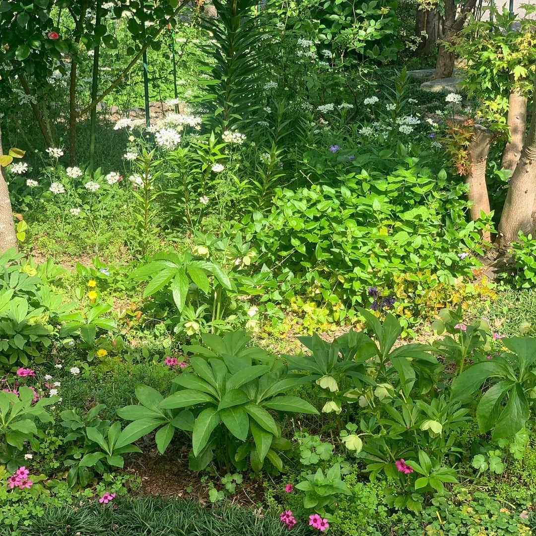 佐藤友子さんのインスタグラム写真 - (佐藤友子Instagram)「新緑や薔薇が咲く季節に実家に帰ったのはいつ以来かとなるほど本当に久しぶりでした。  帰りに、両親が庭で育てている薔薇をたんまりとお土産にもらいました。 今日の我が家は薔薇がいっぱい。  手入れが大変、楽しいことばかりじゃない、と分かっていても、いつか庭のある生活をしたいと強く思ってしまいます🍀  #薔薇 #薔薇のある暮らし  #庭のある暮らし  #北欧暮らしの道具店」4月30日 17時23分 - tomokosato_hokuohkurashi