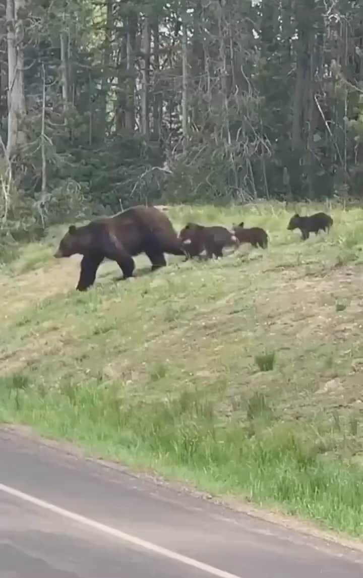 のインスタグラム：「Ecco.  ❤️ Dal parco di Yellowstone, dove il traffico si ferma per far passare mamma Orsa e i suoi cuccioli.  Con questo post non voglio far passare la morte di Andrea Papi in secondo piano🙏 e non possiamo paragonare il parco naturale di Yellowstone con i boschi limitrofi ai paesi in Trentino, ma voglio far capire che con una buona gestione e spiegazione di come poter convivere con questi animali ( che ricordiamoci sono i proprietari del bosco piu’ di noi!) forse si poteva evitare quella tragedia.  Riporto qui le parole del padre:  “Le vendette simboliche non ci interessano, la colpa della tragedia non può essere circoscritta a un’orsa. Ucciderla non significa fare giustizia.”  #iostocongliorsi」