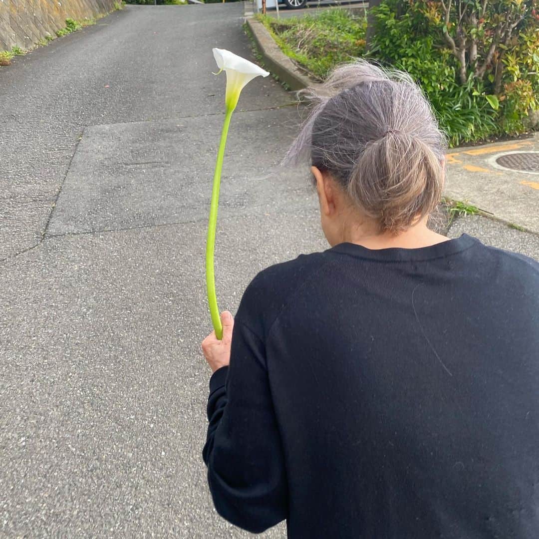 板谷由夏 さんのインスタグラム写真 - (板谷由夏 Instagram)「大好きな人 大好きな花 大好きな季節」4月30日 18時05分 - yukaitaya