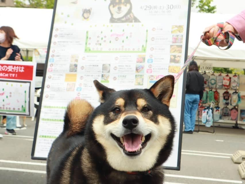 LECT レクトさんのインスタグラム写真 - (LECT レクトInstagram)「LECT DOG GREETING 8 . 本日は1F平面駐車場にて第8回DOG GREETINGを開催いたしました！ 昨日は雨で中止になってしまいましたが、本日は晴れたおかげで朝からたくさんのワンちゃん達が集まり、大盛況でした！🐕 たくさんの仲間や友達でワンちゃんだけでなく、飼い主さん達も楽しんでいただけたのではないでしょうか！ . また次回も秋開催予定ですので、お楽しみに！ . . #lect #レクト #lectdoggreeting #doggreeting #ドッググリーティング #ドッグリ #nodognolife #犬のいる暮らし #犬のいる生活 #わんこのいる暮らし #広島犬 #ショッピングモール #広島イベント #広島市 #広島」4月30日 18時23分 - lect_hiroshima