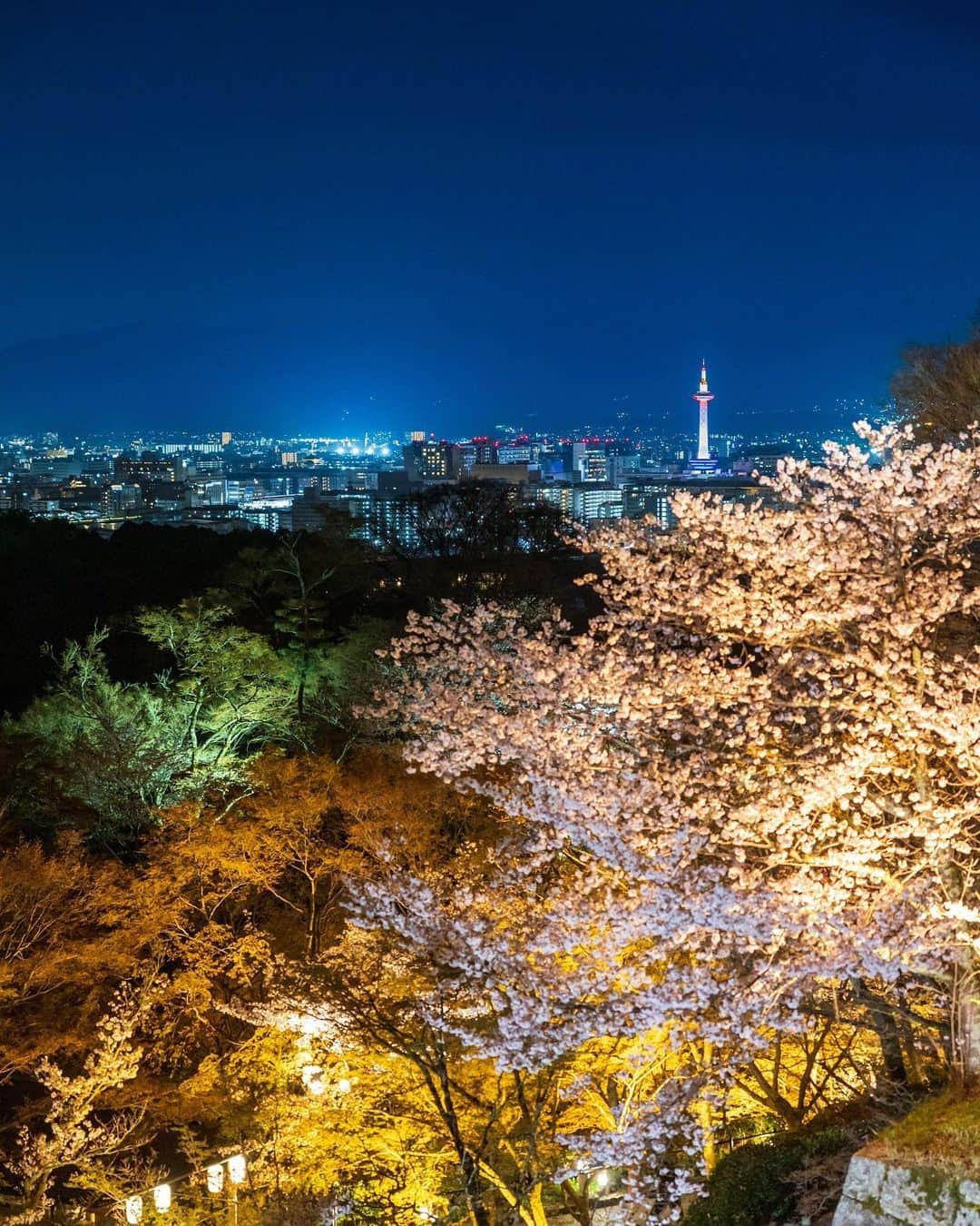 京都タワーのインスタグラム：「* PHOTOBY @koto_m08h7 #リポスト #おおきに  4月ももう終わりですね🌸 春が名残惜しい担当シリーズは今年はこれにて終了です📷  素敵なお写真のご投稿、ありがとうございました👏  ----- @kyototowerhotel_officialをタグ付け、または【#京都タワー】か【#kyototower】をつけて投稿していただいたユーザーさまの素敵なお写真をご紹介していきます -----  #桜 #さくら #京都 #京都観光 #京都ホテル #日本の風景 #写真好きな人と繋がりたい #京都タワーのある景色 #桜好き #そうだ京都行こう #京都旅行 #京都駅 #京都塔 #京都カメラ部 #instagood #discoverjapan #beautiful #team_jp_flower #best_moments_flower #はなまっぷ #lovely_flowergarden #wp_flower #kyotogenic #cherryblossom」