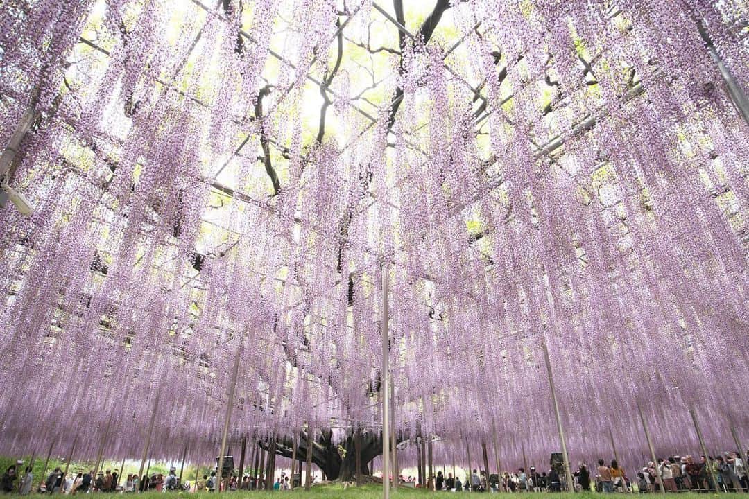 kiccyomuのインスタグラム：「☁️ 2023.04.30 Sun #あしかがフラワーパーク 大きく手を広げたような #藤の花 よくある構図だけど📸 人も凄いけどね😅  この藤は… こちらに移設された というからまた凄い😊  location #栃木 ❣️ 📷撮影 2023年4月24日  #my_eos_photo Camera : EOS R5 Lens : RF14-35mm F4L」