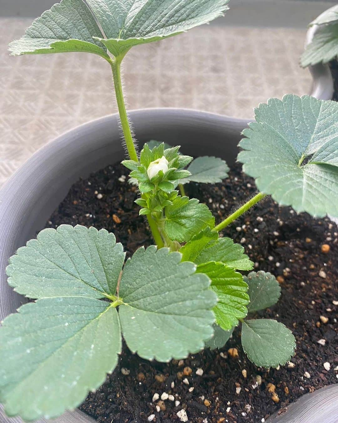 宮下純一さんのインスタグラム写真 - (宮下純一Instagram)「おーーートマト🍅もいちご🍓も花が咲いてきた🌸いい感じいい感じ‼️ちゃんと毎朝水あげも頑張ってくれてるみたいだし、収穫まで頑張ろう😚#家庭菜園プランター #ミニトマト🍅 #いちご🍓」4月30日 10時18分 - junichi1017