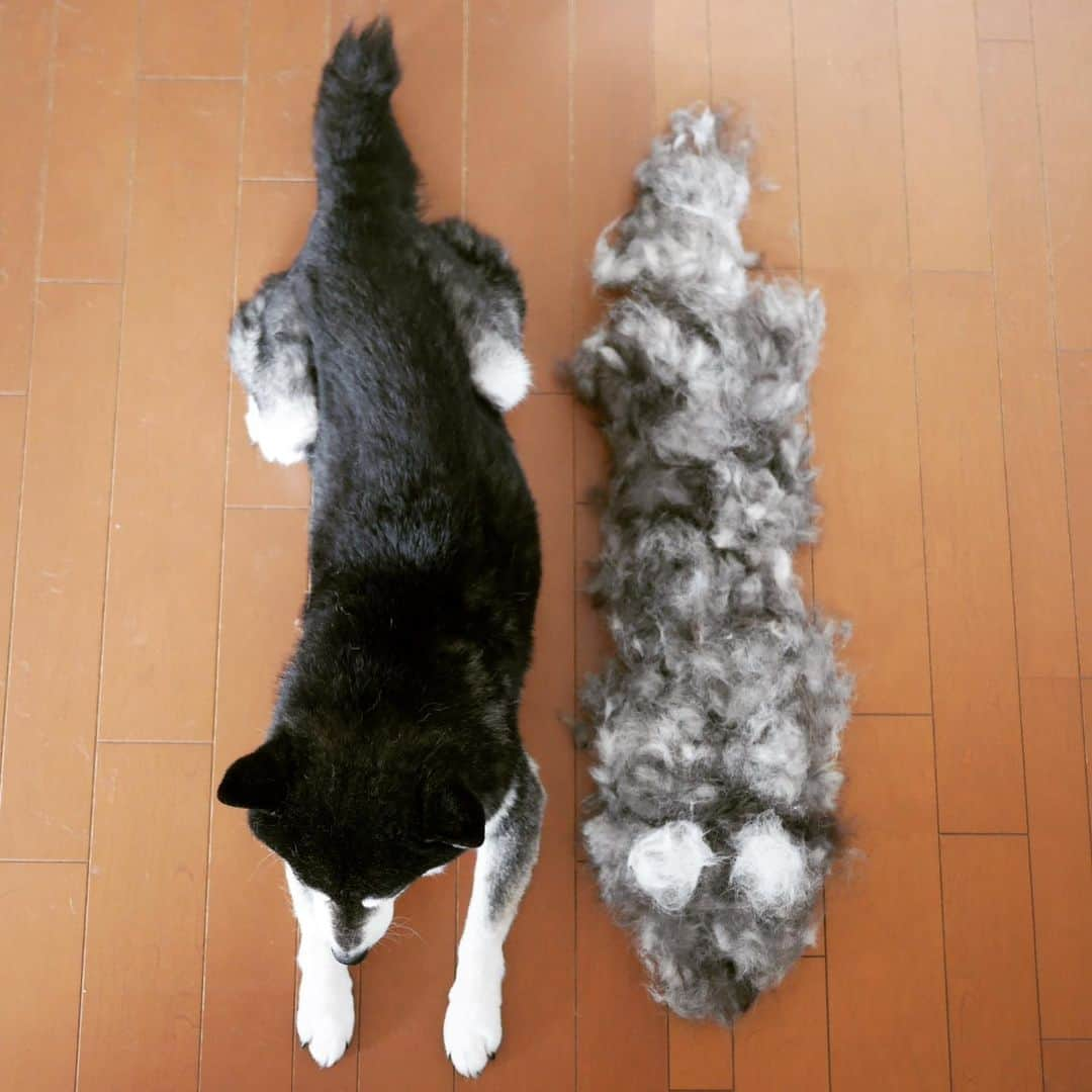 くろさんのインスタグラム写真 - (くろInstagram)「豆さん毛抜けまくり➰  #柴犬あるある #絶賛毛抜け中 #毛抜けまくり #抜け毛犬 #抜けすぎ #脱皮犬 #kuroshiba #blackshiba #shibainu #shibadog #shibastagram #instadog #dogstagram #柴犬 #黒柴 #イッヌ #癒し犬 #いぬら部 #ふわもこ部 #柴犬部 #モフモフ生命体 #柴犬のいる暮らし #黒柴のいる暮らし #わんこのいる暮らし #イッヌのいる暮らし」4月30日 10時44分 - m6bmw