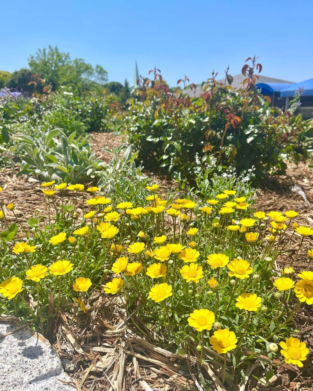 リゾートホテルオリビアン小豆島さんのインスタグラム写真 - (リゾートホテルオリビアン小豆島Instagram)「. 小さいながらも存在感のある、クリサンセマム ムルチコーレ🌼 花言葉は【誠実】。カーペット状にたくさんのかわいらしい花を咲かせ続ける花つきのよさからきています。  太陽の光を浴びて黄金色に輝いていました✨ビタミンカラーは心に元気をくれますね。  「Green Harmony～自然と人を繋ぐ～」 ★━━━━━━━━━━━━━━━━━━★ 2021年7月にリブランドした当ホテルでは、 自然と人とが融合する世界観でサービスを提供して参ります。 ★━━━━━━━━━━━━━━━━━━★  #オリビアン小豆島夕陽ヶ丘ホテル　#oliveanshodoshima #shodoshima #オリビアン小豆島　#小豆島　#香川県 #香川県観光　#小豆島観光　#香川旅行　#小豆島旅行　#島旅　#瀬戸内　#setouchi #クリサンセマムムルチコーレ #ビタミンカラー #誠実」4月30日 10時38分 - olivean_shodoshima