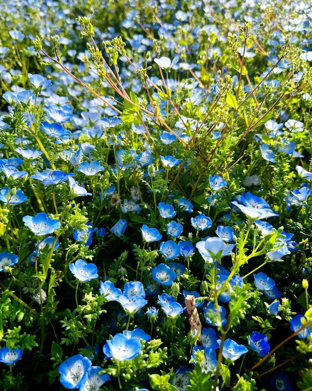 美川憲二さんのインスタグラム写真 - (美川憲二Instagram)「青い絨毯よ〜🥹🥰🟦🟦🟦🟦🟦🟦🟦🦋🦋🦋🦋🦋🦋🦋🦋  今年も　なんとか見れました🥹  ネモフィラ畑‼️🌷🌷🟦🟦🟦😍💓💓💓💓💓💓💓  立川、昭和記念公園の　ネモフィラも  今が見頃で😃👍👍  綺麗だったわよ〜🥰💕💕💕💕  青い絨毯‼️🟦  青い絨毯‼️🟦🟦  それそれ〜🥹😃🟦🟦⤴️⤴️ #青い絨毯 #ネモフィラ #超綺麗 #癒しの時間 #お花散歩 #ルンルン気分 #昭和記念公園 #立川市 #東京 #tokyo  #美川憲一 #美川憲二 #ヒデコフランセスカ #オネェ系 #ものまね」4月30日 11時05分 - mikawakenji