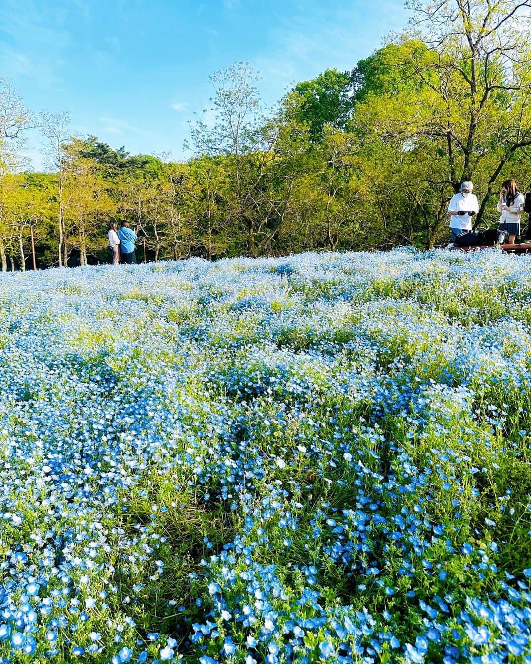 美川憲二さんのインスタグラム写真 - (美川憲二Instagram)「青い絨毯よ〜🥹🥰🟦🟦🟦🟦🟦🟦🟦🦋🦋🦋🦋🦋🦋🦋🦋  今年も　なんとか見れました🥹  ネモフィラ畑‼️🌷🌷🟦🟦🟦😍💓💓💓💓💓💓💓  立川、昭和記念公園の　ネモフィラも  今が見頃で😃👍👍  綺麗だったわよ〜🥰💕💕💕💕  青い絨毯‼️🟦  青い絨毯‼️🟦🟦  それそれ〜🥹😃🟦🟦⤴️⤴️ #青い絨毯 #ネモフィラ #超綺麗 #癒しの時間 #お花散歩 #ルンルン気分 #昭和記念公園 #立川市 #東京 #tokyo  #美川憲一 #美川憲二 #ヒデコフランセスカ #オネェ系 #ものまね」4月30日 11時05分 - mikawakenji