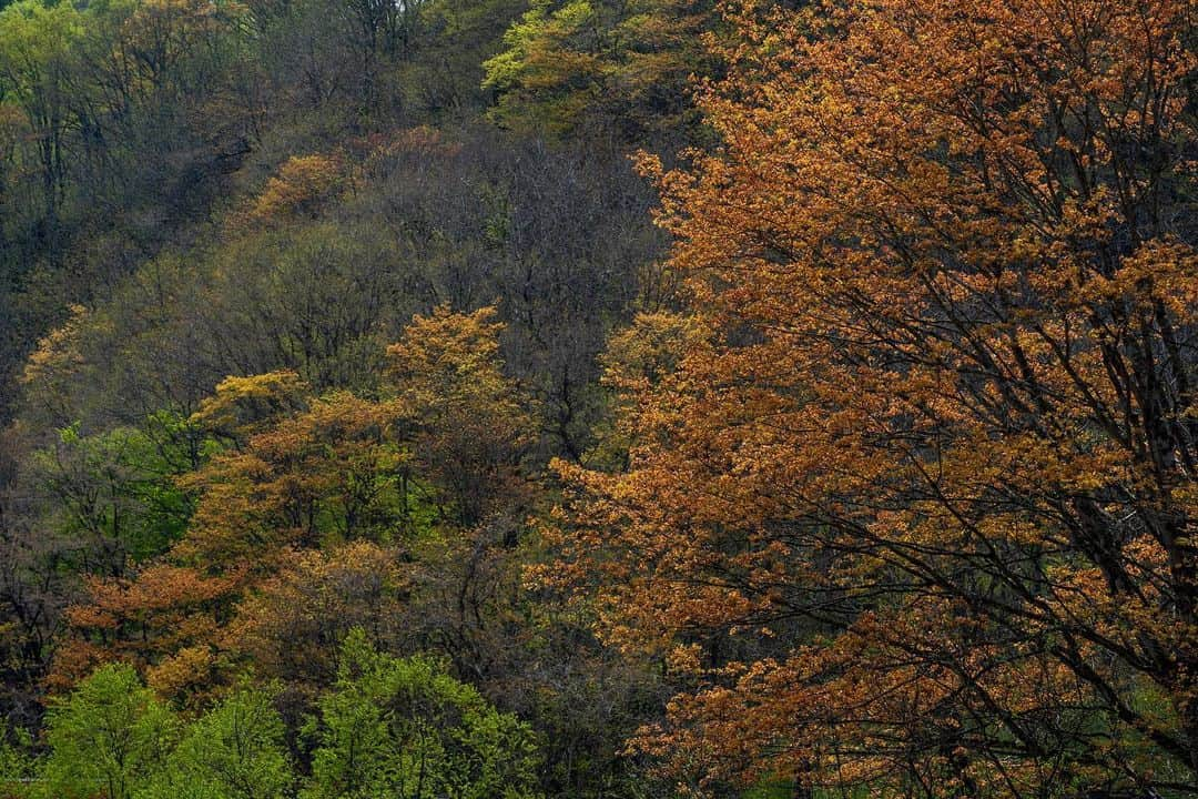 山人さんのインスタグラム写真 - (山人Instagram)「西和賀町の野生の桜と春紅葉🍁🌸 本日12:30〜Instagramライブがございます✨ ぜひ遊びに来てください😊  #春紅葉 #私の山人  #西和賀 #無地内 #安ヶ沢 #ほっとゆだ駅 #あやめ公園 #前向きに #山人 #yamado #桜 #四季 #春 #spring  #宝 #自然  #盛岡市 #お花見 #東北の桜 #天の川 #夜桜 #星景写真 ↓通販サイトはこちら↓ https://shop.yamado.co.jp/」4月30日 11時19分 - yamado.official