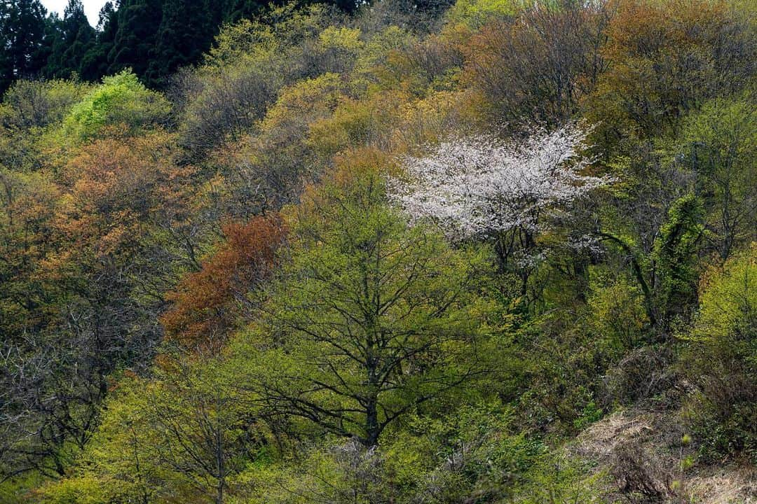 山人のインスタグラム：「西和賀町の野生の桜と春紅葉🍁🌸 本日12:30〜Instagramライブがございます✨ ぜひ遊びに来てください😊  #春紅葉 #私の山人  #西和賀 #無地内 #安ヶ沢 #ほっとゆだ駅 #あやめ公園 #前向きに #山人 #yamado #桜 #四季 #春 #spring  #宝 #自然  #盛岡市 #お花見 #東北の桜 #天の川 #夜桜 #星景写真 ↓通販サイトはこちら↓ https://shop.yamado.co.jp/」