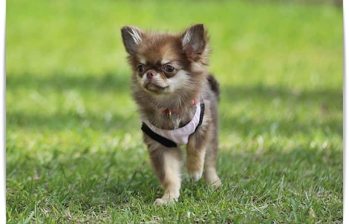 犬小屋??のインスタグラム：「だんな様、ドッグランデビューしました🐶 最初は、ベンチの下に隠れて💦 抜き足差し足忍び足？ ふしぎちゃんみたいに活き活きと走るようになるのはいつぞや？😅  #canon #canon_photos  #chihuahua #chihuahualife  #チワワ #チワワパピー #チワワ多頭飼い  #ドッグラン #ちわわ大好き  #ちわすたぐらむ  #浜名湖 #ブルーリボンスタイル #キンダーガーテンアミ」