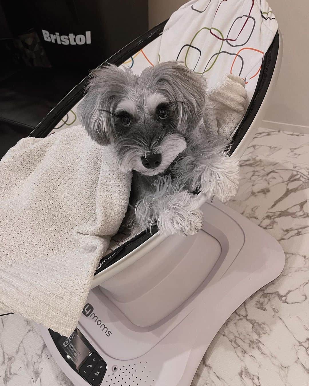 SEIRAのインスタグラム：「 ︎︎ うーちゃんのバウンサーがお気に入りの 愛犬さん。」