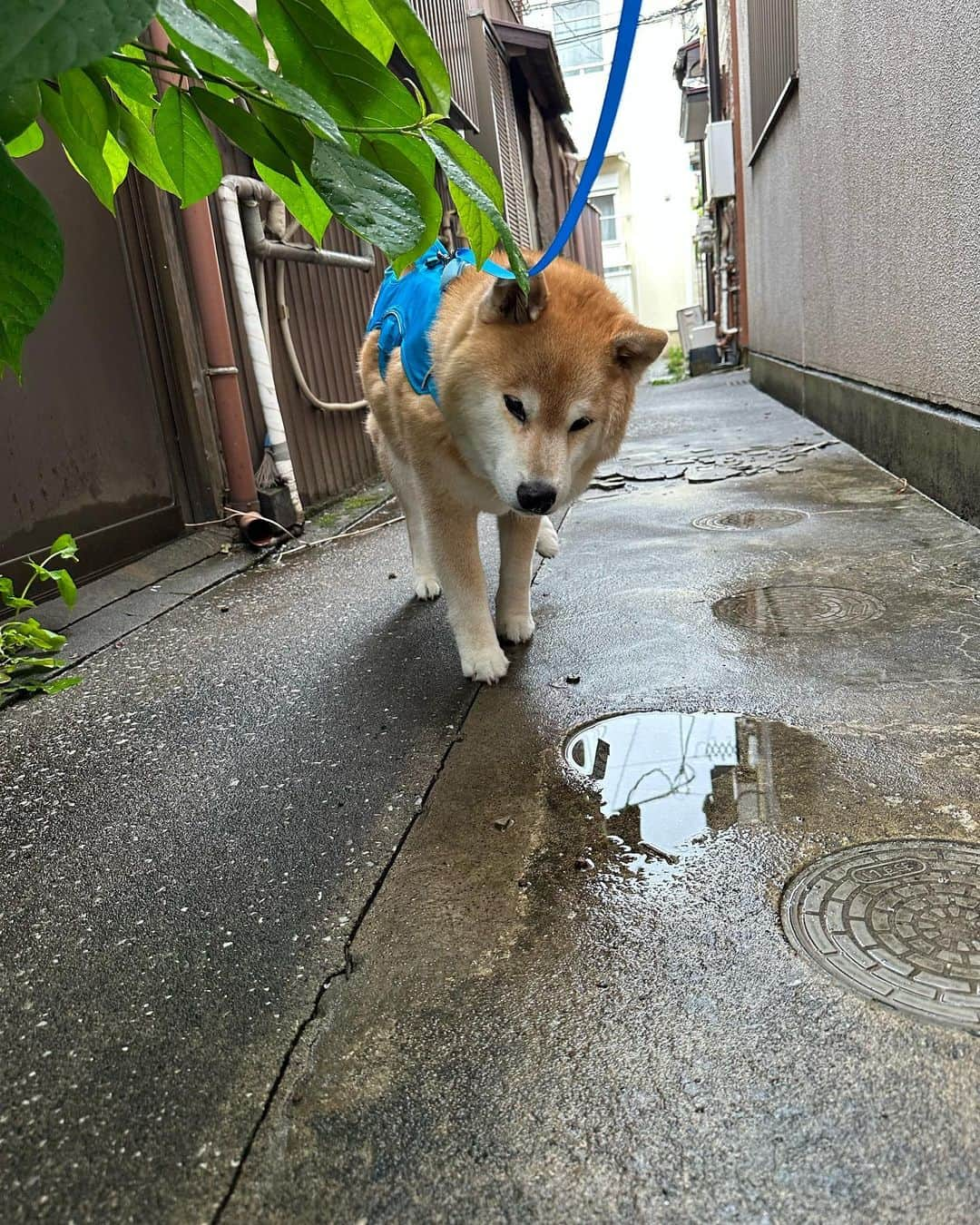 まる（まるたろう）のインスタグラム：「雨が止んでるうちにお散歩行ってくる！！ #雨が降ると草木が喜ぶね #お花もよろこんでる #嬉しいね」