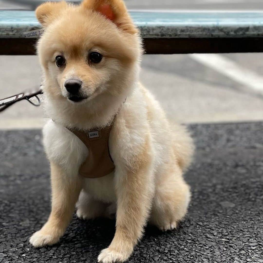 水野良樹のインスタグラム：「父ちゃんを待ってるの #名犬てけ #ちょっと不安げ #いぬすたぐらむ」