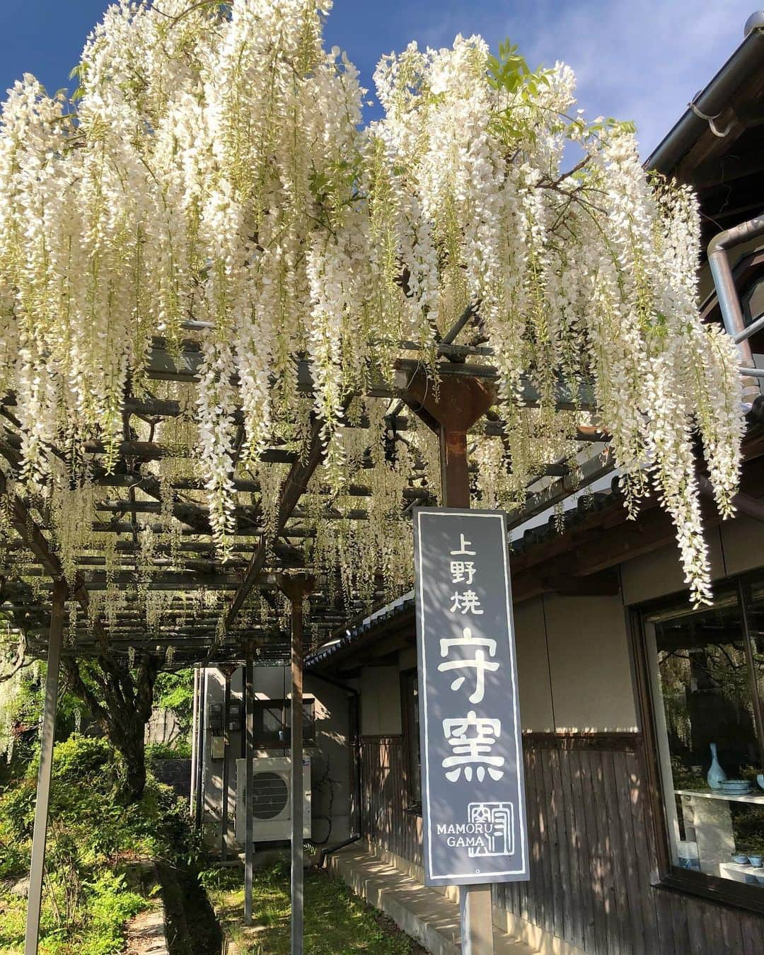 藤本真未さんのインスタグラム写真 - (藤本真未Instagram)「* 上野焼春の陶器祭り🌸(福岡県田川郡福智町) ちょうど陶器祭りのタイミングで帰省できたので家族で行ってきました🚗💨 * いつもお世話になっている守窯さんへ✨ 藤棚の白い藤の花が満開で🤍🤍 写真を撮ったら、偶然私も白い藤の花コーデでした🤍💚 * 春の陶器祭りは今日までですが、 【守窯窯開き】は5/1〜5/7開催しているそうです🌸 * #上野焼 #守窯 #陶器 #焼物 #陶器祭り #上野焼春の陶器祭り #春の陶器祭り #陶芸 #藤 #藤棚 * 👚#DisneyPREMIUMMARKET #ダンボ 👗#Mystrada #マイストラーダ 👜#Lesportsac #レスポートサック #レスポ」4月30日 11時53分 - manamifujimoto108