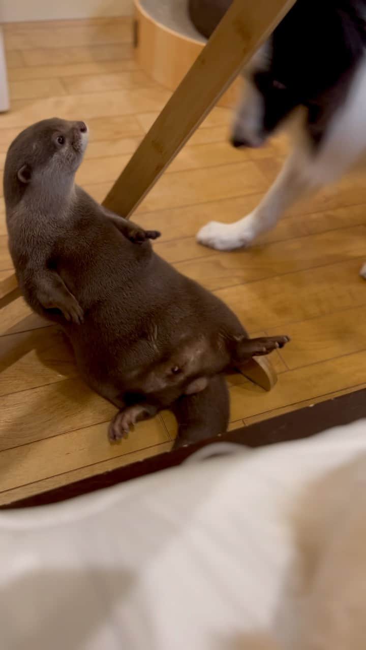 カワウソきなこのインスタグラム