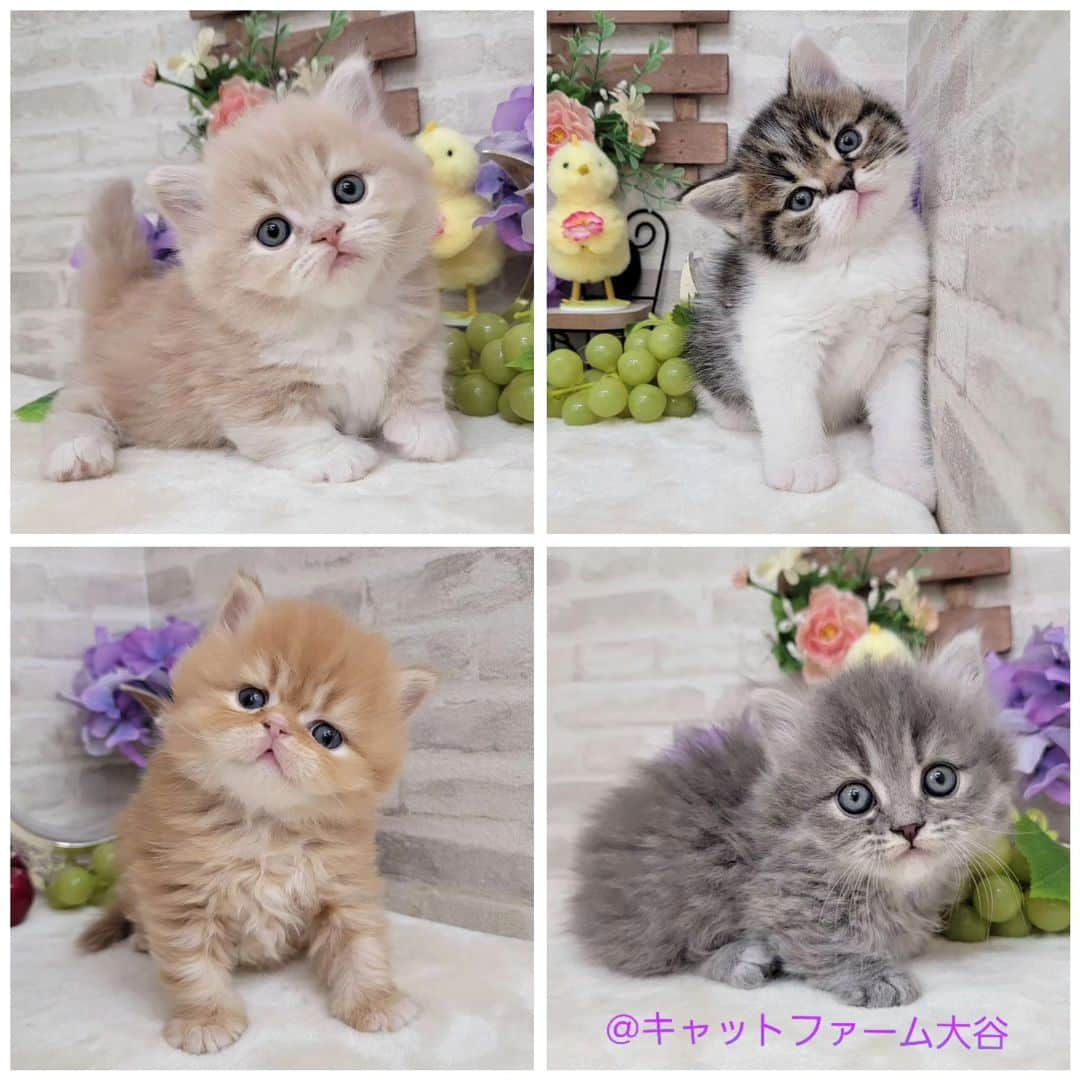 マンチカン(munchkin)キャットファーム大谷さんのインスタグラム写真 - (マンチカン(munchkin)キャットファーム大谷Instagram)「現在ご紹介中のミヌエットちゃん達です🐱❤️ No.2510 No.2511 No.2512 No.2513 詳細はHPをご覧下さいませ💕  ﾟ+*:;;:*　*:;;:*+ﾟ　ﾟ+*:;;:*　*:;;:*+ﾟ  お店は、月・木曜日が定休日です。 現在、完全予約制になっておりますので ご来店される際はお店へお電話かメールにてご連絡くださいませ🙇‍♀️  お待ちしております🎵  ﾟ+*:;;:*　*:;;:*+ﾟ　ﾟ+*:;;:*　*:;;:*+ﾟ #キャットファーム大谷#まんちかん#マンチカン#ネコ#こねこ#にゃんこ#猫ちゃん#ねこ部#ニャンスタグラム#猫#ねこ#子猫#モフモフ#モフモフねこ#ミヌエット#短足#ねこすたぐらむ#愛猫#かわいい#ふわもこ部#猫のいる暮らし#マンチカンブリーダー#ミヌエットブリーダー#cat#catsgram #catsofinstagram#instacat#picneko」4月30日 12時48分 - roytar222