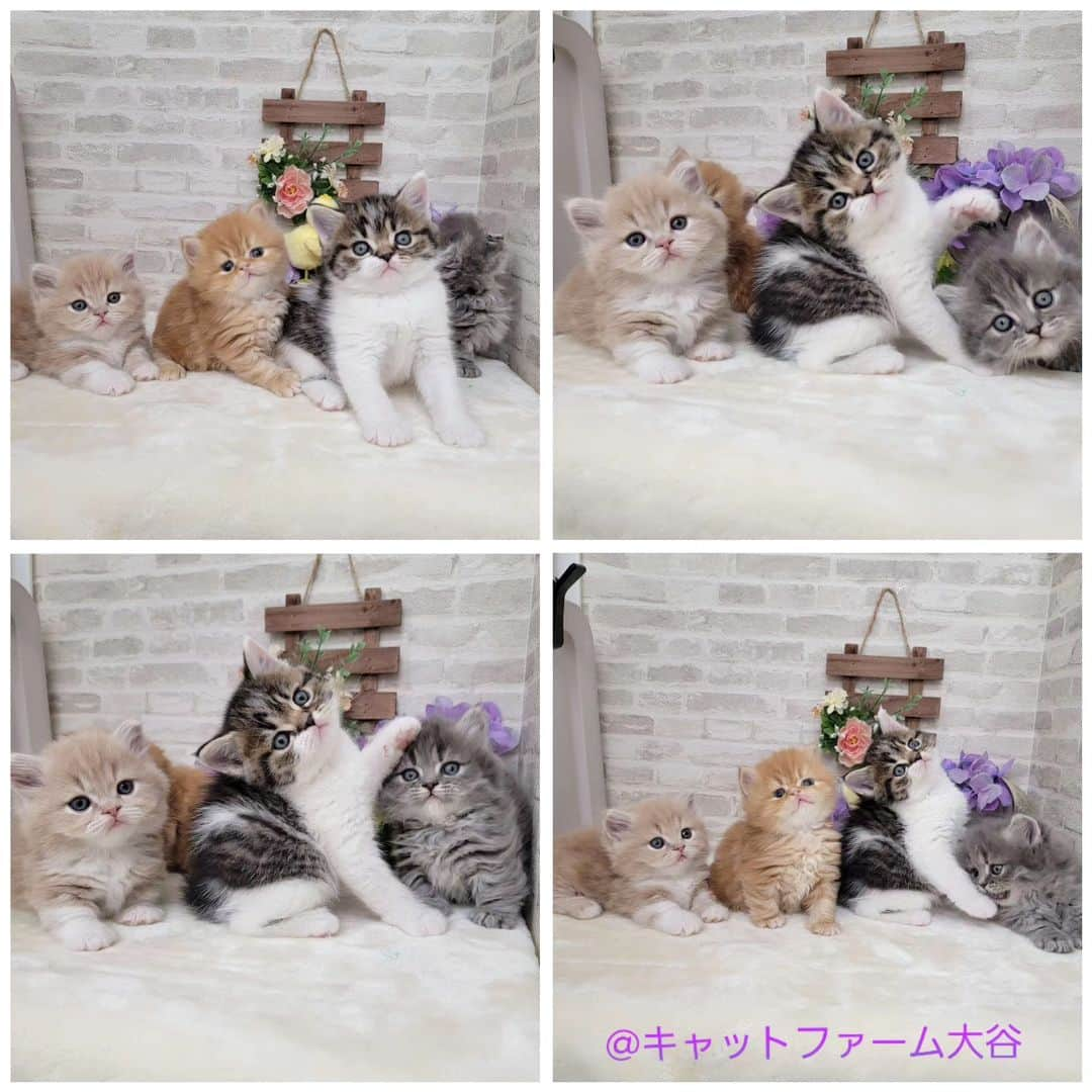 マンチカン(munchkin)キャットファーム大谷さんのインスタグラム写真 - (マンチカン(munchkin)キャットファーム大谷Instagram)「現在ご紹介中のミヌエットちゃん達です🐱❤️ No.2510 No.2511 No.2512 No.2513 詳細はHPをご覧下さいませ💕  ﾟ+*:;;:*　*:;;:*+ﾟ　ﾟ+*:;;:*　*:;;:*+ﾟ  お店は、月・木曜日が定休日です。 現在、完全予約制になっておりますので ご来店される際はお店へお電話かメールにてご連絡くださいませ🙇‍♀️  お待ちしております🎵  ﾟ+*:;;:*　*:;;:*+ﾟ　ﾟ+*:;;:*　*:;;:*+ﾟ #キャットファーム大谷#まんちかん#マンチカン#ネコ#こねこ#にゃんこ#猫ちゃん#ねこ部#ニャンスタグラム#猫#ねこ#子猫#モフモフ#モフモフねこ#ミヌエット#短足#ねこすたぐらむ#愛猫#かわいい#ふわもこ部#猫のいる暮らし#マンチカンブリーダー#ミヌエットブリーダー#cat#catsgram #catsofinstagram#instacat#picneko」4月30日 12時48分 - roytar222