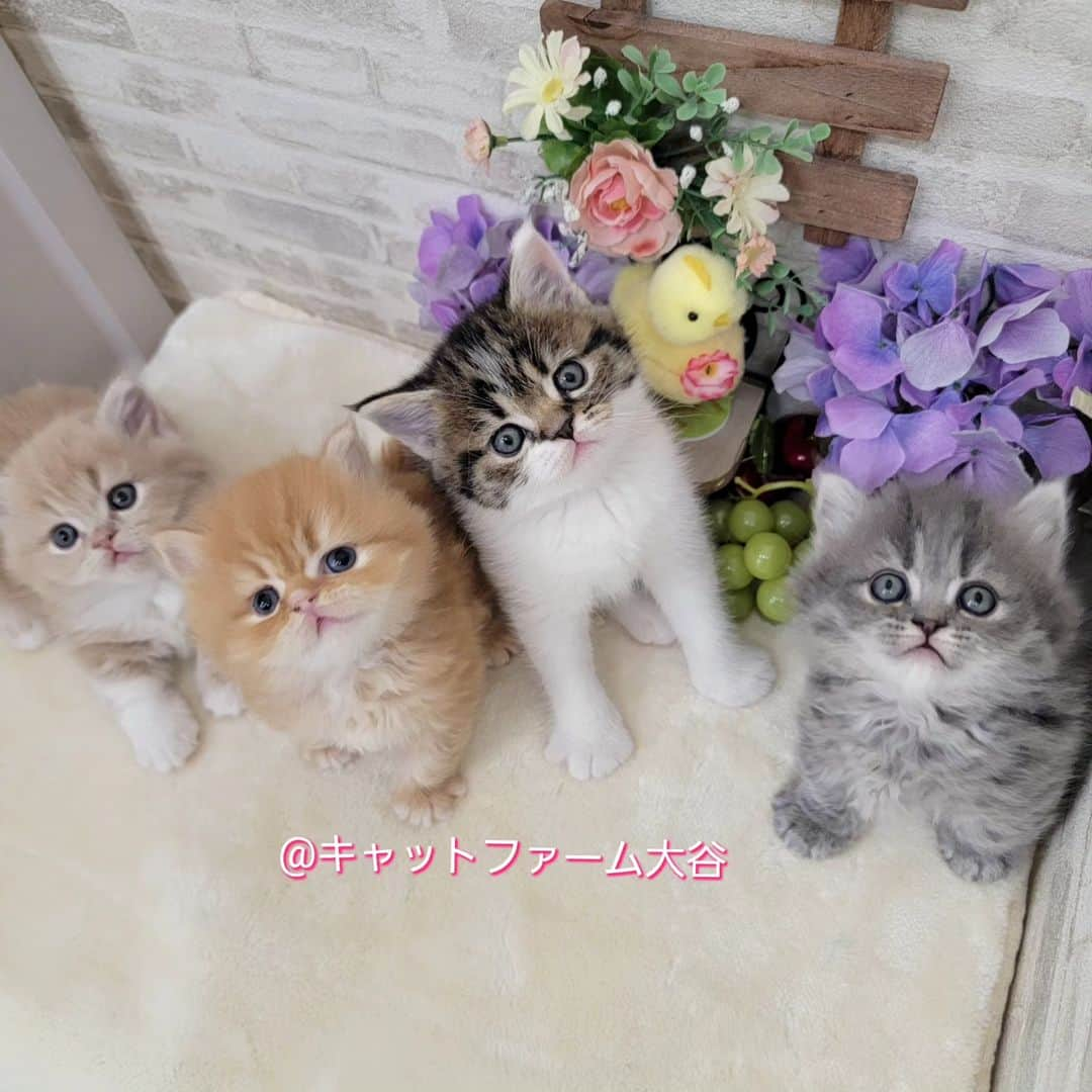 マンチカン(munchkin)キャットファーム大谷さんのインスタグラム写真 - (マンチカン(munchkin)キャットファーム大谷Instagram)「現在ご紹介中のミヌエットちゃん達です🐱❤️ No.2510 No.2511 No.2512 No.2513 詳細はHPをご覧下さいませ💕  ﾟ+*:;;:*　*:;;:*+ﾟ　ﾟ+*:;;:*　*:;;:*+ﾟ  お店は、月・木曜日が定休日です。 現在、完全予約制になっておりますので ご来店される際はお店へお電話かメールにてご連絡くださいませ🙇‍♀️  お待ちしております🎵  ﾟ+*:;;:*　*:;;:*+ﾟ　ﾟ+*:;;:*　*:;;:*+ﾟ #キャットファーム大谷#まんちかん#マンチカン#ネコ#こねこ#にゃんこ#猫ちゃん#ねこ部#ニャンスタグラム#猫#ねこ#子猫#モフモフ#モフモフねこ#ミヌエット#短足#ねこすたぐらむ#愛猫#かわいい#ふわもこ部#猫のいる暮らし#マンチカンブリーダー#ミヌエットブリーダー#cat#catsgram #catsofinstagram#instacat#picneko」4月30日 12時48分 - roytar222