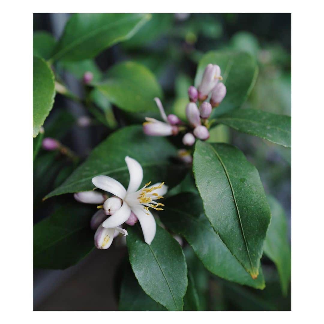 JUNNAのインスタグラム：「4月の終わり  ライラックの花が散り、うす紫のふんわり膨らんだレモンのつぼみが今日やっと一輪開いた  オオデマリは満開。ぶどうの木も日に日に葉を付け一層賑やかなベランダ🌿  #only#レモン」