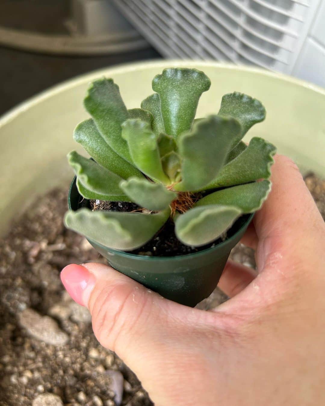 小林美香子のインスタグラム：「植え替えしました🌷  また、夏は育つ時期だから楽しみね🌳  #多肉植物」