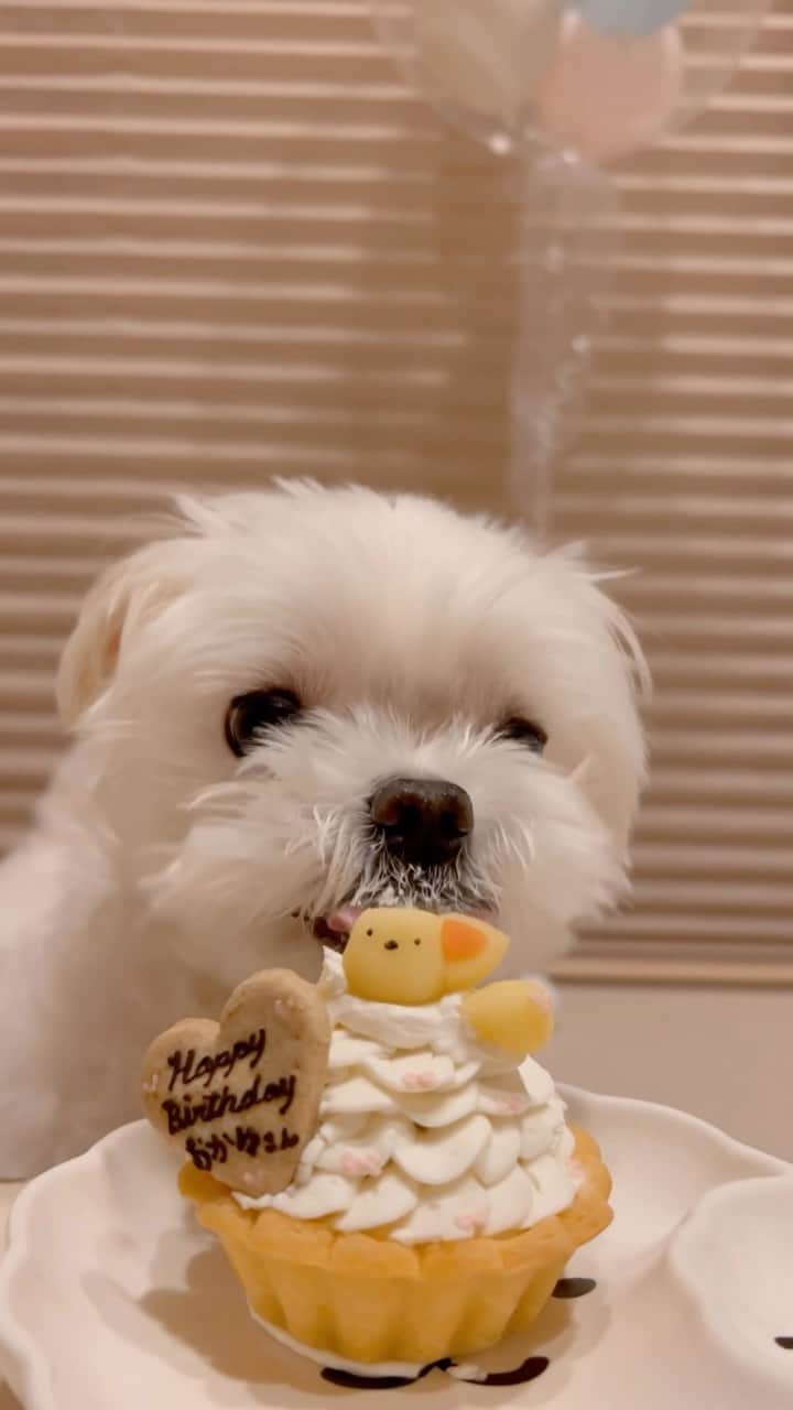 のインスタグラム：「お誕生日ケーキは、おいちーーい😋💕 . . おかゆっちの誕生日動画が渋滞中なので、続きます😆✨ . . 「あ〜💕毎日誕生日やったらいいのに🎂」って、きっと思ってるに違いない🐻‍❄️🤭 . . 相変わらずガツガツ食べるね〜😝 . . . ❤︎ . . . #maltese #malteseofinstagram #happydog #dogsmile #doglove #doglover #dogstagram #instadog #lovedogs #ilovemydog #cutedog #dogoftheday #馬爾濟斯 #มอลทีส #馬耳他語 . #okayusan #マルチーズ #マルチーズ好き #マルチーズインスタグラム #白い犬 #犬のいる暮らし #わんこと暮らす幸せ #癒し動画 #おもしろ動画 #pecotv #奈良犬 #ふわもこ部 #お誕生日ケーキありがとう #ケーキ大好き #ケーキでお祝い」