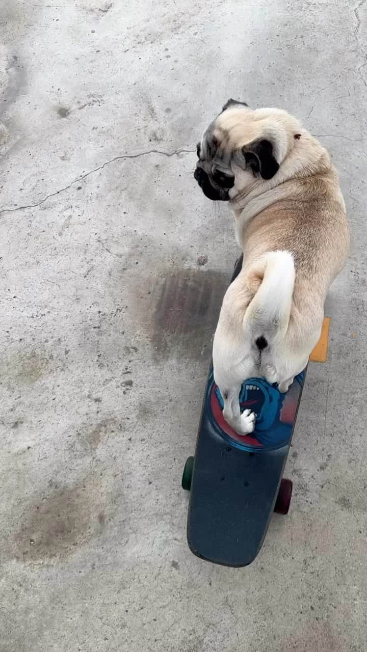 gontaのインスタグラム：「Gonta loves skateboarding😊#keelysafternoontea #Gonta3#speakpug #smilinpugs #pugjapan #pug #love #pugsofinstagram #zerozeropug #skateboardpug #pugshit #instpug #worldofpug」