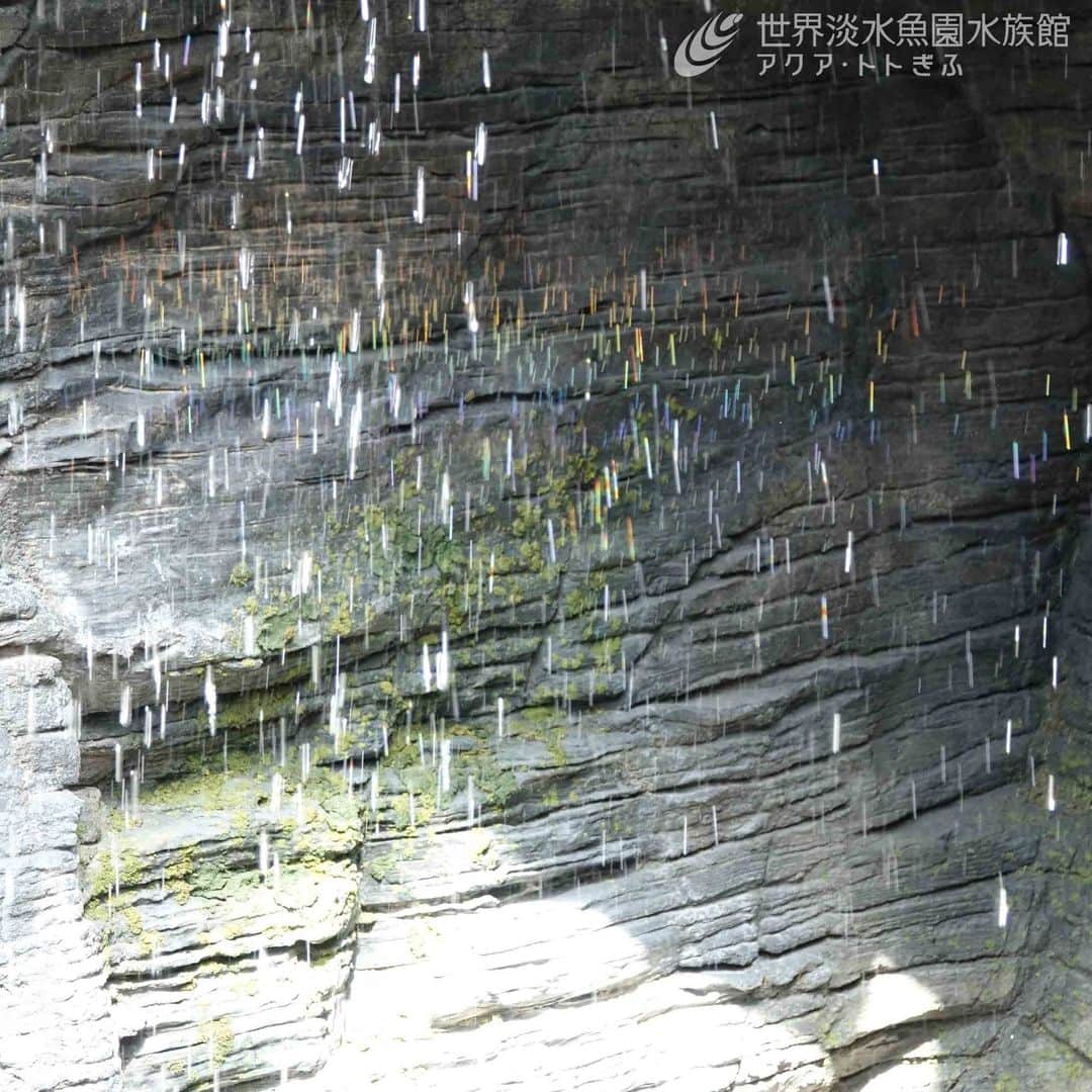 世界淡水魚園水族館 アクア・トト ぎふのインスタグラム：「太陽の光が注ぐと虹が見られることも。  こちらは４階から滝を覗き込んだものですが、館内ではいくつか虹（虹色の光）を見ることができる場所があります。  探してみてくださいね。  #アクアトト #水族館 #aquarium #GW #ゴールデンウィーク #オアシスパーク #河川環境楽園」