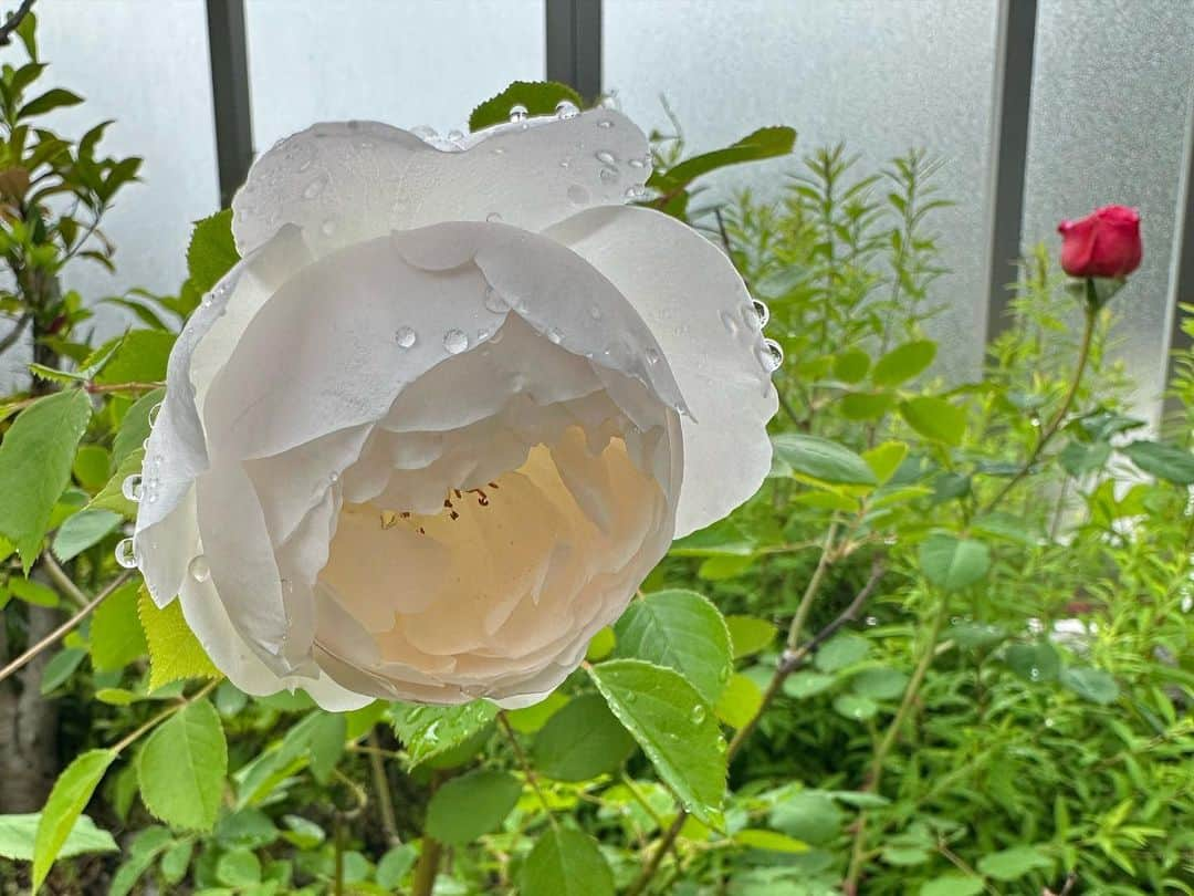 知念里奈さんのインスタグラム写真 - (知念里奈Instagram)「はっ！！ 薔薇の季節が来ている！！  🥀✨🫶😍🙆‍♀️」4月30日 15時45分 - rinachan29