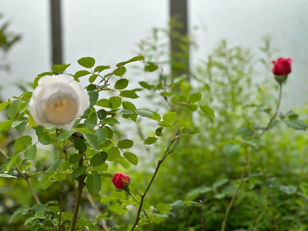 知念里奈のインスタグラム：「はっ！！ 薔薇の季節が来ている！！  🥀✨🫶😍🙆‍♀️」