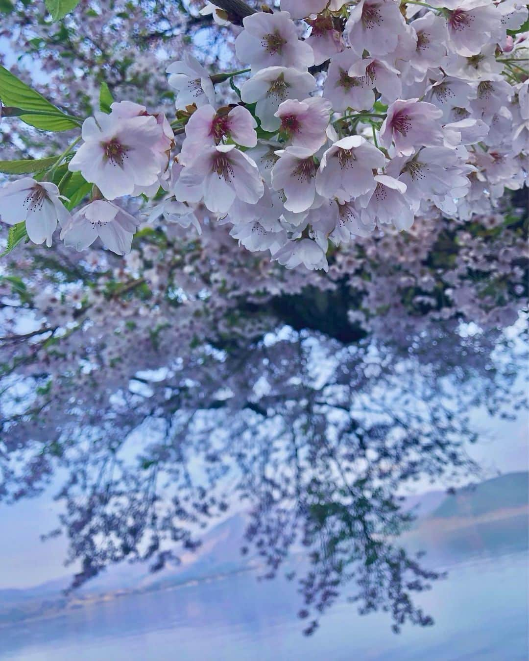 時川りおさんのインスタグラム写真 - (時川りおInstagram)「Cherry blossom and beautiful lake in Tazawako🌸  †††††††††††  まだ満開の桜と田沢湖🌸  #flowerstagram #fullbloom #flowers #桜スポット #自然が好き #cherryblossom #東北 #花のある暮らし #春の花 #桜 #湖　#田沢湖」4月30日 15時56分 - riotokikawa_doll