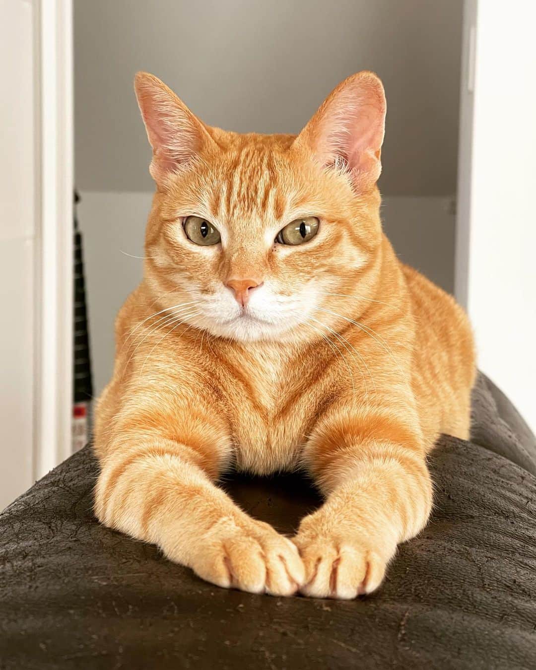 田中要次のインスタグラム：「「もう4月も終わっチャイますニャ」 #猫Chai #Bo_nyans #猫のいる暮らし」