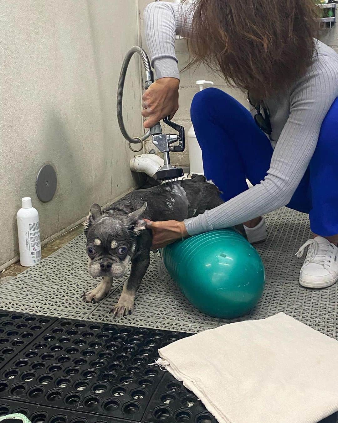 マギー・Qさんのインスタグラム写真 - (マギー・QInstagram)「Buddy’s new life begins now……  Let’s get this kid walking again🙏🐾  @twohandsfourpaws   #teamwork #dogsaremagic #frenchie #puppy」4月30日 16時09分 - maggieq