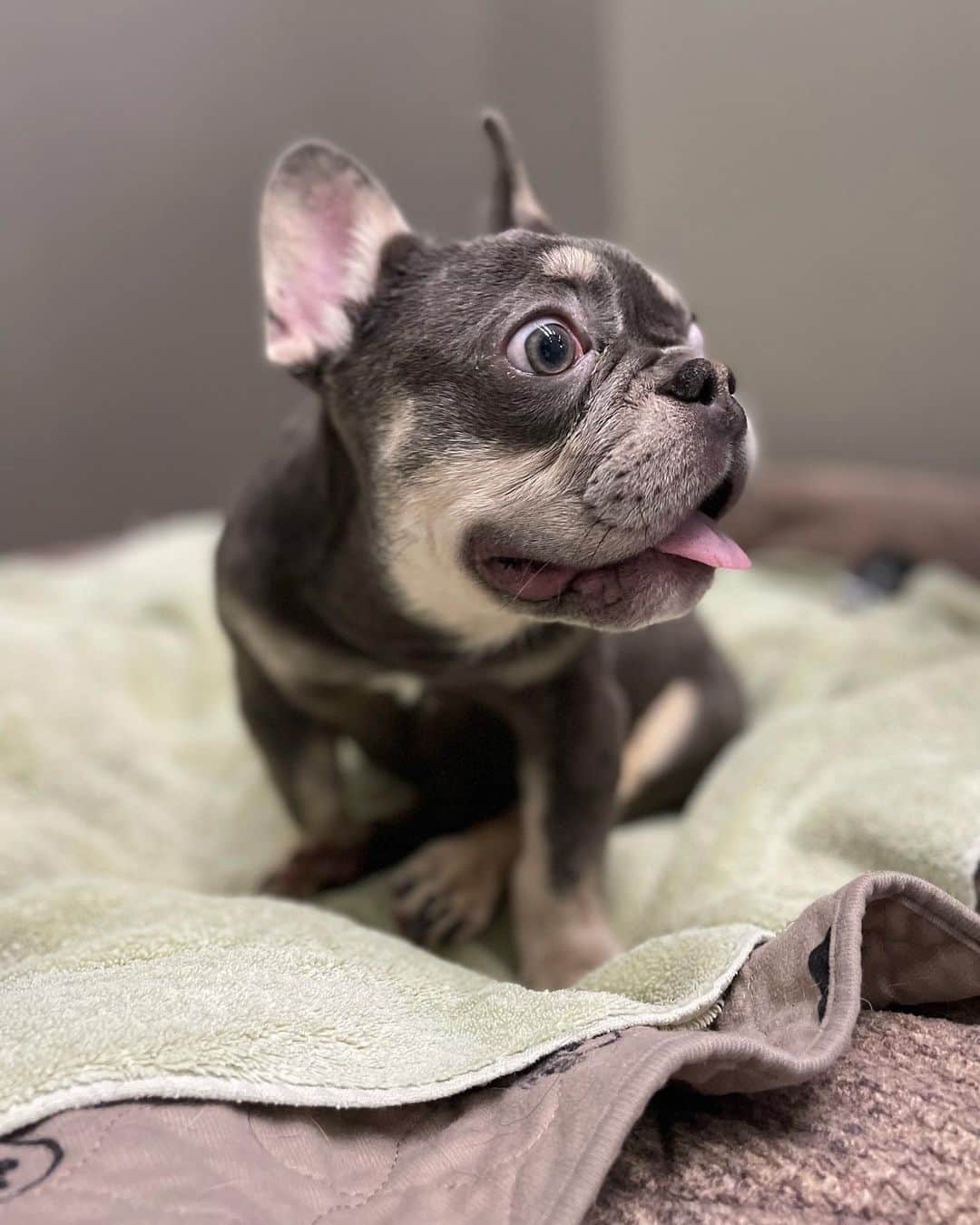 マギー・Qさんのインスタグラム写真 - (マギー・QInstagram)「Buddy’s new life begins now……  Let’s get this kid walking again🙏🐾  @twohandsfourpaws   #teamwork #dogsaremagic #frenchie #puppy」4月30日 16時09分 - maggieq