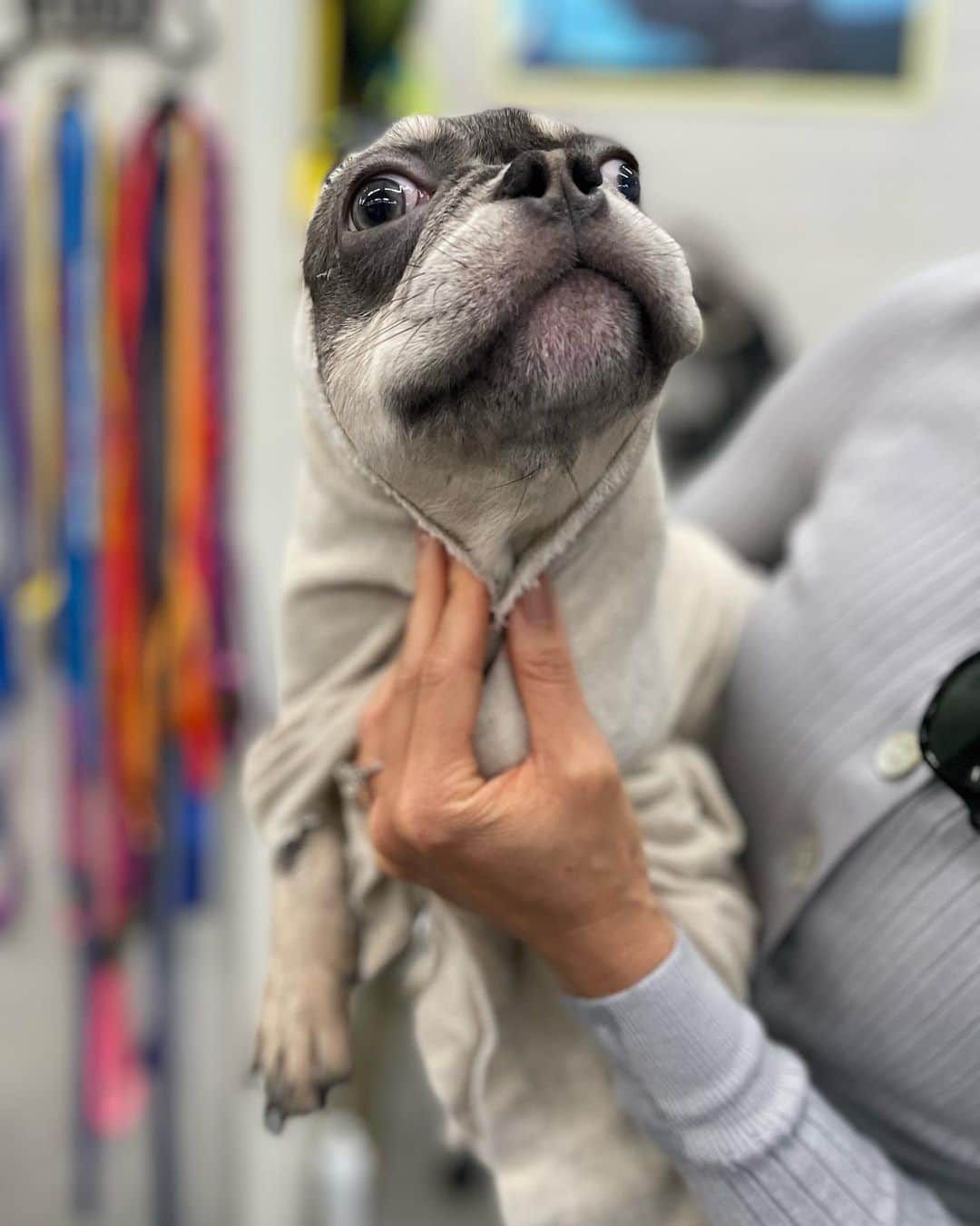 マギー・Qさんのインスタグラム写真 - (マギー・QInstagram)「Buddy’s new life begins now……  Let’s get this kid walking again🙏🐾  @twohandsfourpaws   #teamwork #dogsaremagic #frenchie #puppy」4月30日 16時09分 - maggieq