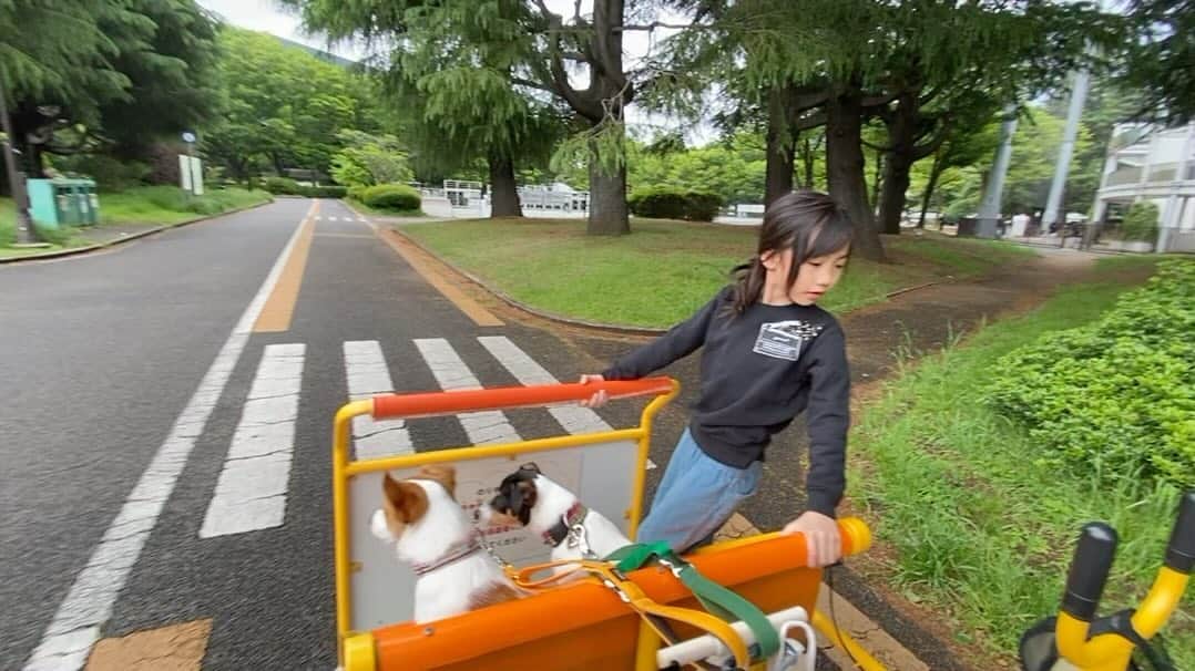 のインスタグラム：「チリンチリンペアペア自転車にて 我が家の動物たちを運ぶ。」