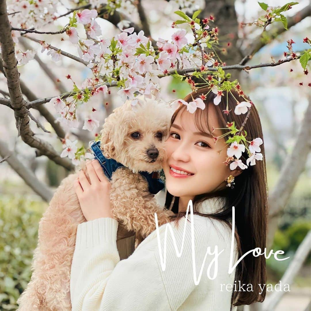 矢田伶華のインスタグラム：「【重大発表】  本日4/30 愛犬の誕生日に合わせて 「My Love」という曲をリリースしました💿✨  どんな時もそばにいてくれる 愛犬への想いを綴った1曲になってます。  愛犬のみならず、家族、友達、恋人、大切な人など様々な"My Love"に置き換えて聴いて頂ければ嬉しいです✨  各サイトで配信されております！ 是非チェックしてみてください！  #矢田玲華 #オリジナル曲 #MyLove #newrelease」