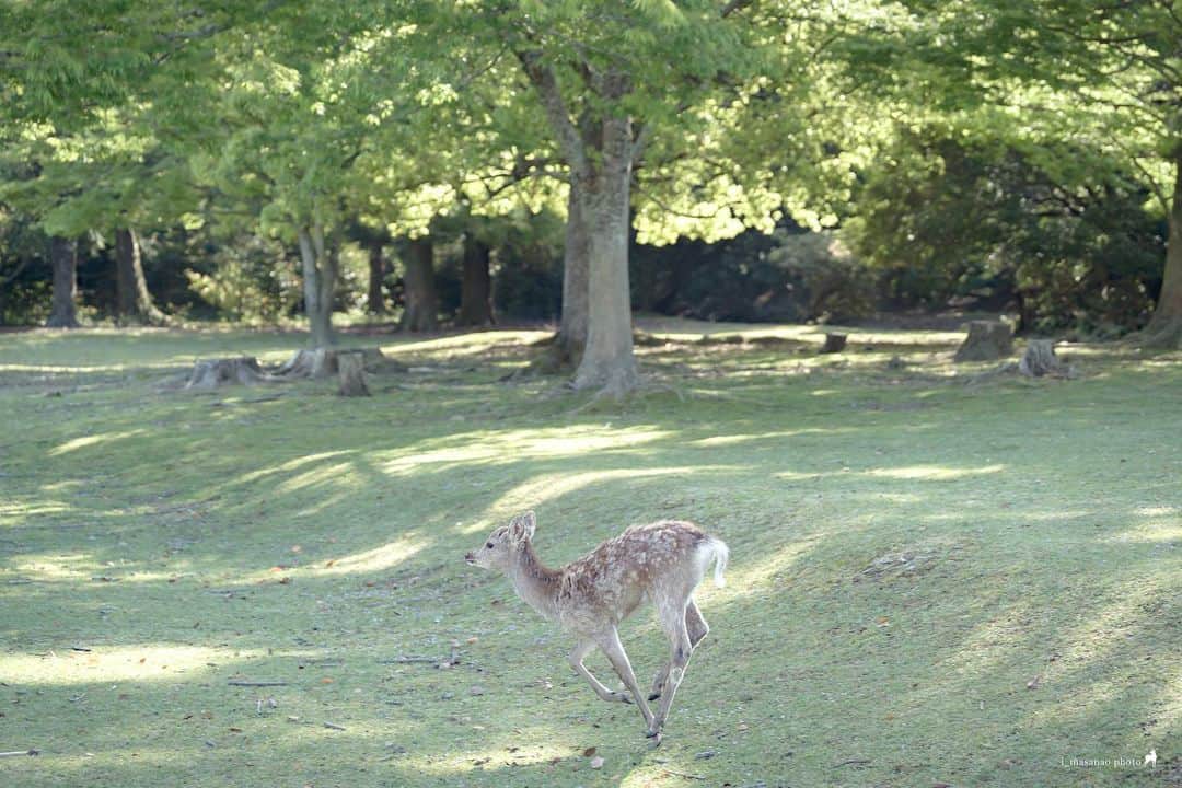 иαяα & куσтσ νιятυαℓ ωσяѕhιρさんのインスタグラム写真 - (иαяα & куσтσ νιятυαℓ ωσяѕhιρInstagram)「. 駆ける🦌 Deer in Narapark.  ＝＝＝＝＝＝＝＝＝＝＝＝＝＝＝＝＝＝＝＝＝  Location：Nara Park「Nara Japan」 Gear：SONY α7Ⅲ Lens：Canon EF70-200mm f4l  Please share and follow my page. @i_masanao  ＝＝＝＝＝＝＝＝＝＝＝＝＝＝＝＝＝＝＝＝＝  #奈良公園 #奈良公園🦌 #奈良の鹿 #奈良公園の鹿 #鹿活 #deer #narapark #naradeerpark #naratrip #narajapan #奈良の風景 #奈良県景観資産 #わたしは奈良派」4月30日 19時18分 - i_masanao