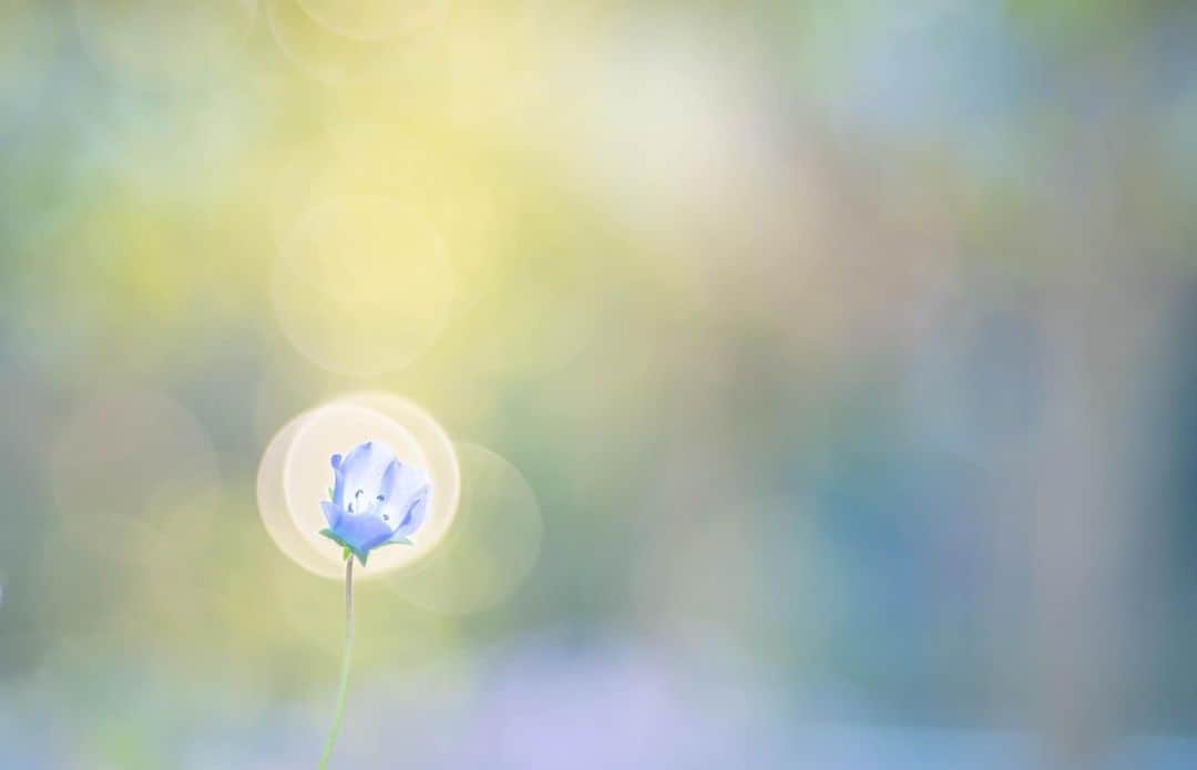 花の写真館のインスタグラム：「Photo by 原 みゆ. . Original Post[投稿いただいたURL] https://www.facebook.com/photo.php?fbid=1640380709688131 . 本アカウントは、 #私の花の写真 をつけてInstagramに投稿された皆さまの花の写真や、「花の写真館」Facebookページで投稿された花の写真を紹介します。 「花の写真館」Facebookページは、「 @floral.photograph 」のプロフィールにあるURLからご覧ください。 . ※各種法令、マナー、関係者の指示に従った撮影をお願いします。 *Please ensure that your photography adheres to all relevant laws, etiquette, and instructions issued by authorized persons. ※本アカウントは東京カメラ部がFacebook、Instagramのサービスを利用して運営しているもので、Meta社・Instagramとは一切関係ありません。 . #花の写真館 #floralphotograph #floralphoto #flower #flowers Follow: @floral.photograph」