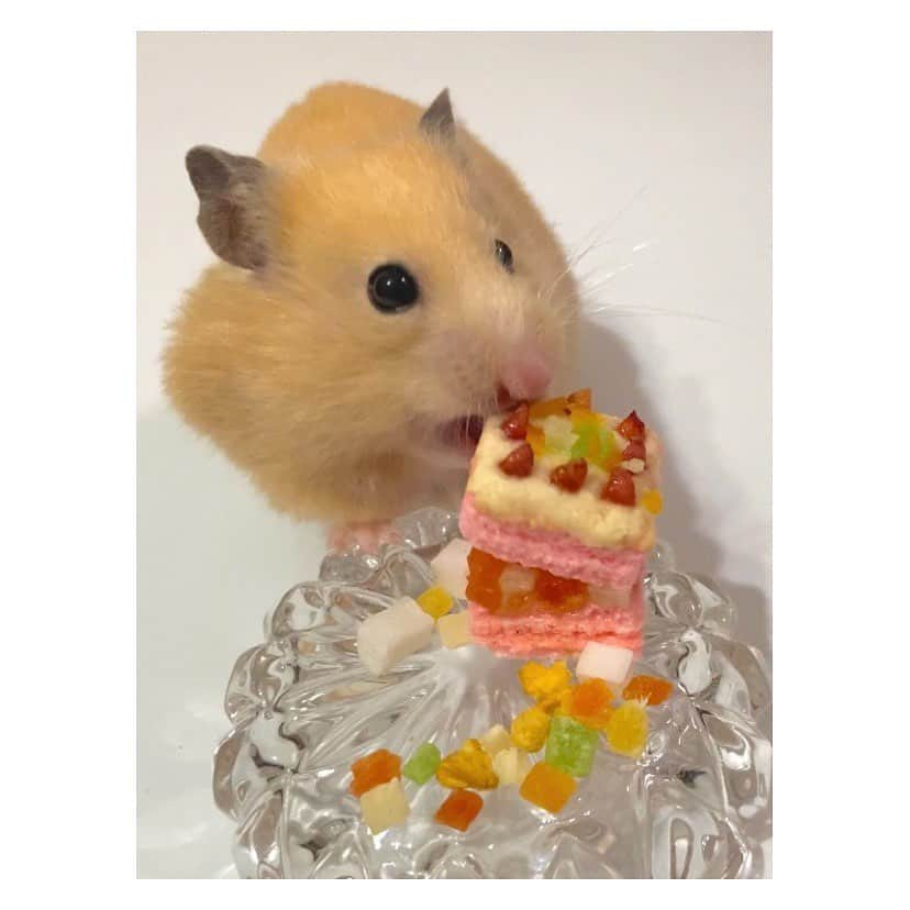 有馬奈那さんのインスタグラム写真 - (有馬奈那Instagram)「Happy 2nd Birthday 🐹🎉 . 今年もハムスターでも食べれるケーキを好きなおやつ達で手作りしてハム様のお誕生日お祝いしたよ🎂💕 . 一瞬でバナナのバースデープレートが丸ごと頬袋に😂笑 . 長生きしてね🫶🏻🫶🏻🫶🏻 . . . #モデル #model #薬学部 #pharmacystudent #グラビアアイドル #グラドル #ペット #pet #ハムスター #ハムスターのいる生活 #ハムスターグラム #キンクマ #キンクマハムスター #ハムスター動画 #hamster #hamstergram #hamsterlove #hammy #hammylove #bestshot #手作りケーキ #ハムスターケーキ #アニコム #햄스터 #仓鼠 #我的最愛 #좋아요 #instagood #フォロワー募集中 #有馬奈那」4月30日 19時31分 - nana_arima