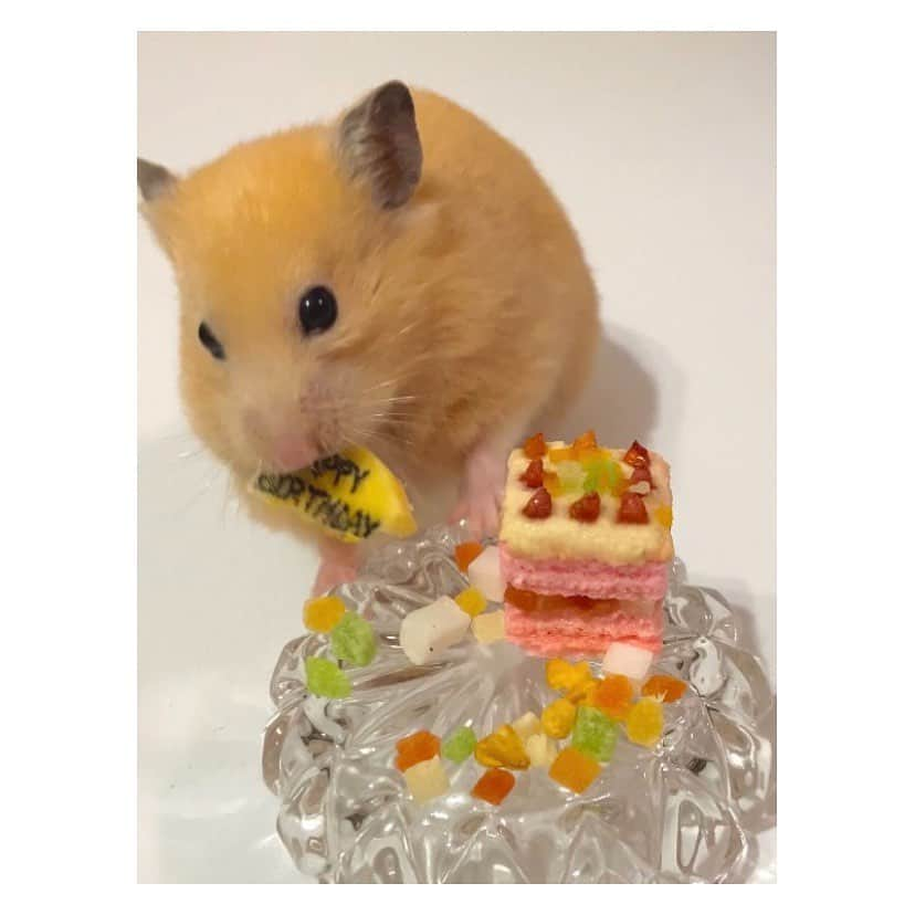 有馬奈那さんのインスタグラム写真 - (有馬奈那Instagram)「Happy 2nd Birthday 🐹🎉 . 今年もハムスターでも食べれるケーキを好きなおやつ達で手作りしてハム様のお誕生日お祝いしたよ🎂💕 . 一瞬でバナナのバースデープレートが丸ごと頬袋に😂笑 . 長生きしてね🫶🏻🫶🏻🫶🏻 . . . #モデル #model #薬学部 #pharmacystudent #グラビアアイドル #グラドル #ペット #pet #ハムスター #ハムスターのいる生活 #ハムスターグラム #キンクマ #キンクマハムスター #ハムスター動画 #hamster #hamstergram #hamsterlove #hammy #hammylove #bestshot #手作りケーキ #ハムスターケーキ #アニコム #햄스터 #仓鼠 #我的最愛 #좋아요 #instagood #フォロワー募集中 #有馬奈那」4月30日 19時31分 - nana_arima