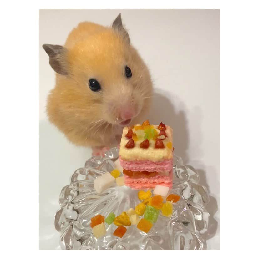 有馬奈那さんのインスタグラム写真 - (有馬奈那Instagram)「Happy 2nd Birthday 🐹🎉 . 今年もハムスターでも食べれるケーキを好きなおやつ達で手作りしてハム様のお誕生日お祝いしたよ🎂💕 . 一瞬でバナナのバースデープレートが丸ごと頬袋に😂笑 . 長生きしてね🫶🏻🫶🏻🫶🏻 . . . #モデル #model #薬学部 #pharmacystudent #グラビアアイドル #グラドル #ペット #pet #ハムスター #ハムスターのいる生活 #ハムスターグラム #キンクマ #キンクマハムスター #ハムスター動画 #hamster #hamstergram #hamsterlove #hammy #hammylove #bestshot #手作りケーキ #ハムスターケーキ #アニコム #햄스터 #仓鼠 #我的最愛 #좋아요 #instagood #フォロワー募集中 #有馬奈那」4月30日 19時31分 - nana_arima