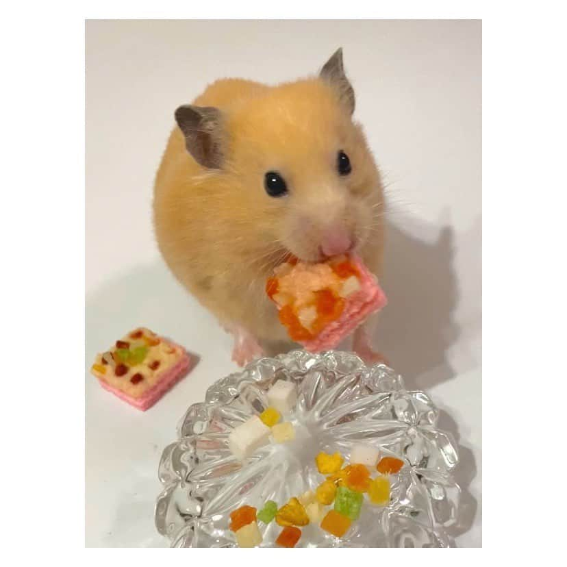 有馬奈那さんのインスタグラム写真 - (有馬奈那Instagram)「Happy 2nd Birthday 🐹🎉 . 今年もハムスターでも食べれるケーキを好きなおやつ達で手作りしてハム様のお誕生日お祝いしたよ🎂💕 . 一瞬でバナナのバースデープレートが丸ごと頬袋に😂笑 . 長生きしてね🫶🏻🫶🏻🫶🏻 . . . #モデル #model #薬学部 #pharmacystudent #グラビアアイドル #グラドル #ペット #pet #ハムスター #ハムスターのいる生活 #ハムスターグラム #キンクマ #キンクマハムスター #ハムスター動画 #hamster #hamstergram #hamsterlove #hammy #hammylove #bestshot #手作りケーキ #ハムスターケーキ #アニコム #햄스터 #仓鼠 #我的最愛 #좋아요 #instagood #フォロワー募集中 #有馬奈那」4月30日 19時31分 - nana_arima