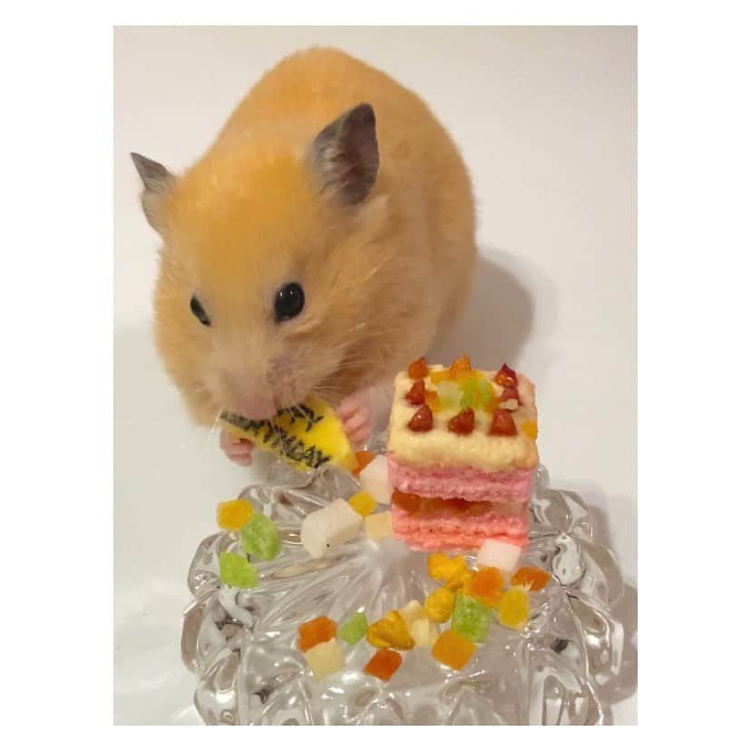 有馬奈那さんのインスタグラム写真 - (有馬奈那Instagram)「Happy 2nd Birthday 🐹🎉 . 今年もハムスターでも食べれるケーキを好きなおやつ達で手作りしてハム様のお誕生日お祝いしたよ🎂💕 . 一瞬でバナナのバースデープレートが丸ごと頬袋に😂笑 . 長生きしてね🫶🏻🫶🏻🫶🏻 . . . #モデル #model #薬学部 #pharmacystudent #グラビアアイドル #グラドル #ペット #pet #ハムスター #ハムスターのいる生活 #ハムスターグラム #キンクマ #キンクマハムスター #ハムスター動画 #hamster #hamstergram #hamsterlove #hammy #hammylove #bestshot #手作りケーキ #ハムスターケーキ #アニコム #햄스터 #仓鼠 #我的最愛 #좋아요 #instagood #フォロワー募集中 #有馬奈那」4月30日 19時31分 - nana_arima