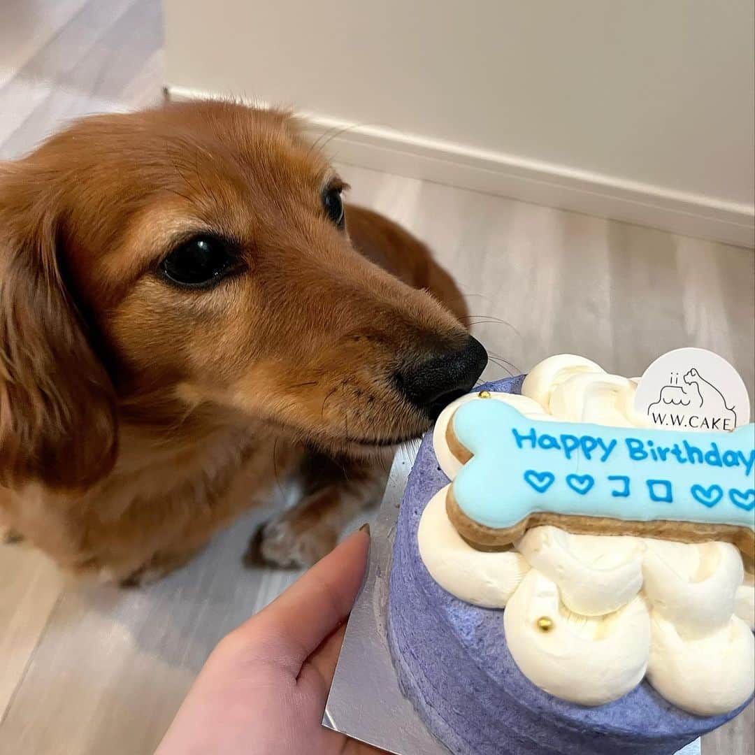 小泉遥のインスタグラム：「. . 3月生まれだけど ちょっぴり遅めの誕生日祝い☺️🎂 2ちゃいおめでとう♡♡  毎日愛が溢れているよ🥹🫶  #WWCAKE #わんわんケーキ」