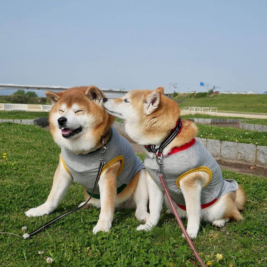 shibainu berryさんのインスタグラム写真 - (shibainu berryInstagram)「Muku loves smells of the Berry😂💕 手術の数日前の散歩の写真🐻🦊💕 隣に座ると必ずクンクン😂 口も耳も匂いたい！！ おやじの加齢臭がたまらんむくみ😂 好きやね〜😘 ちなみに、他のワンコの匂いはこんなにクンクンしません！やっぱりおやじの加齢臭は最高だよね🤤🤤 #犬の脾臓腫瘍 #犬の脾臓腫瘍摘出手術 #僧帽弁閉鎖不全症 #僧帽弁閉鎖不全症の犬 #僧帽弁閉鎖不全症手術済 #僧帽弁閉鎖不全症克服 #柴犬 #柴 #べりやん #べりむく #多頭飼い #徳島 #berry #shiba #shibainu  #shibainumania #ぷにっと部 #口角キュキュッと部 #チーム俺様 →部員絶賛募集中 #shiba_snap #proudshibas #instagramjapan #ふわもこ部 #pecoいぬ部 #pecotv #9gag @9gag @barked」4月30日 19時48分 - shibainu.berry